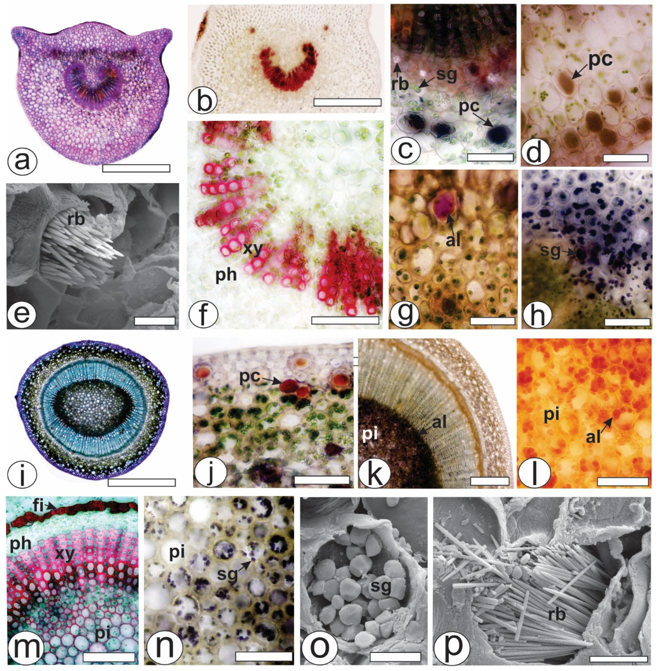 Pharmaceuticals 17 00564 g002