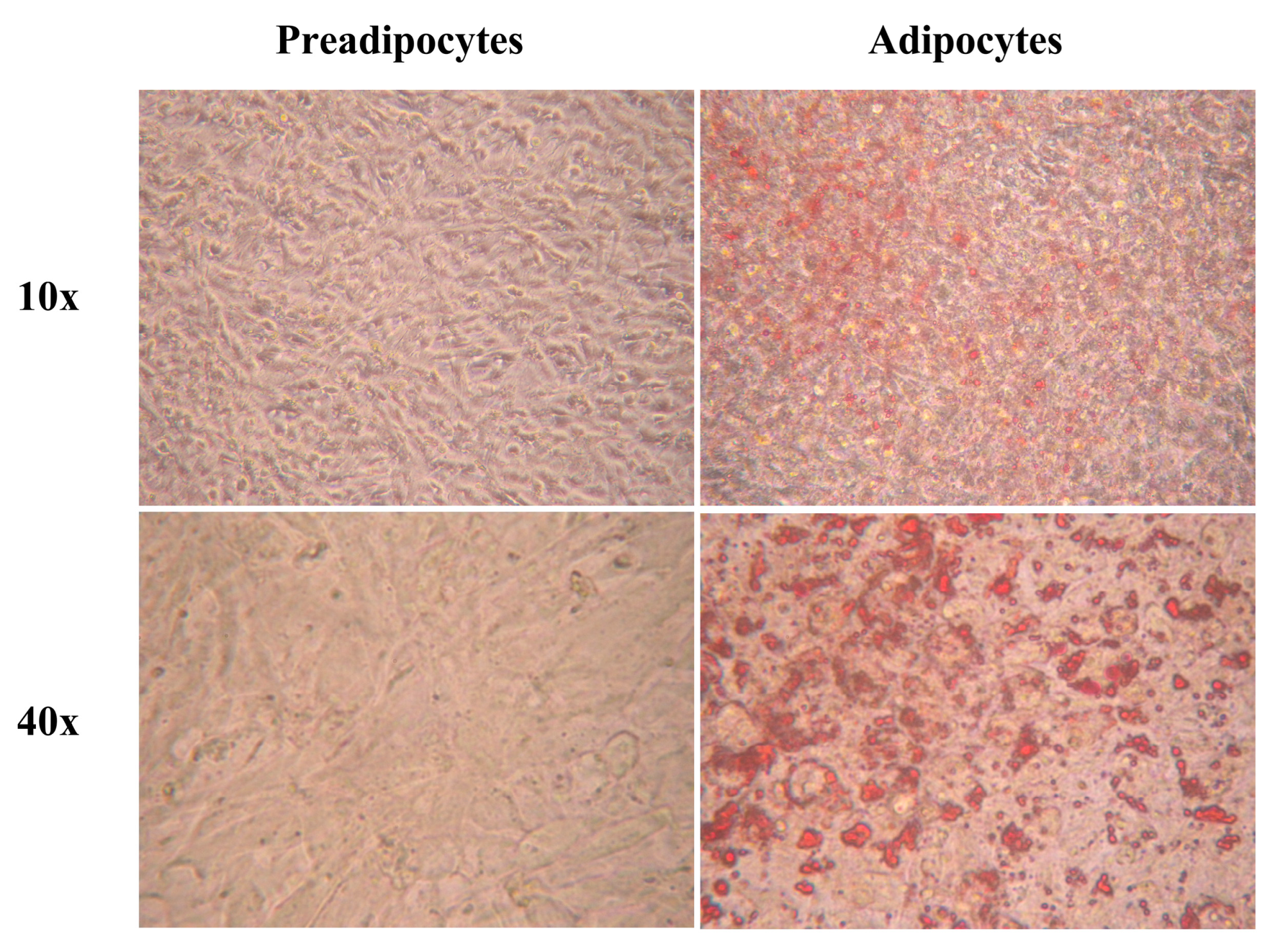 Pharmaceuticals 17 00566 g001
