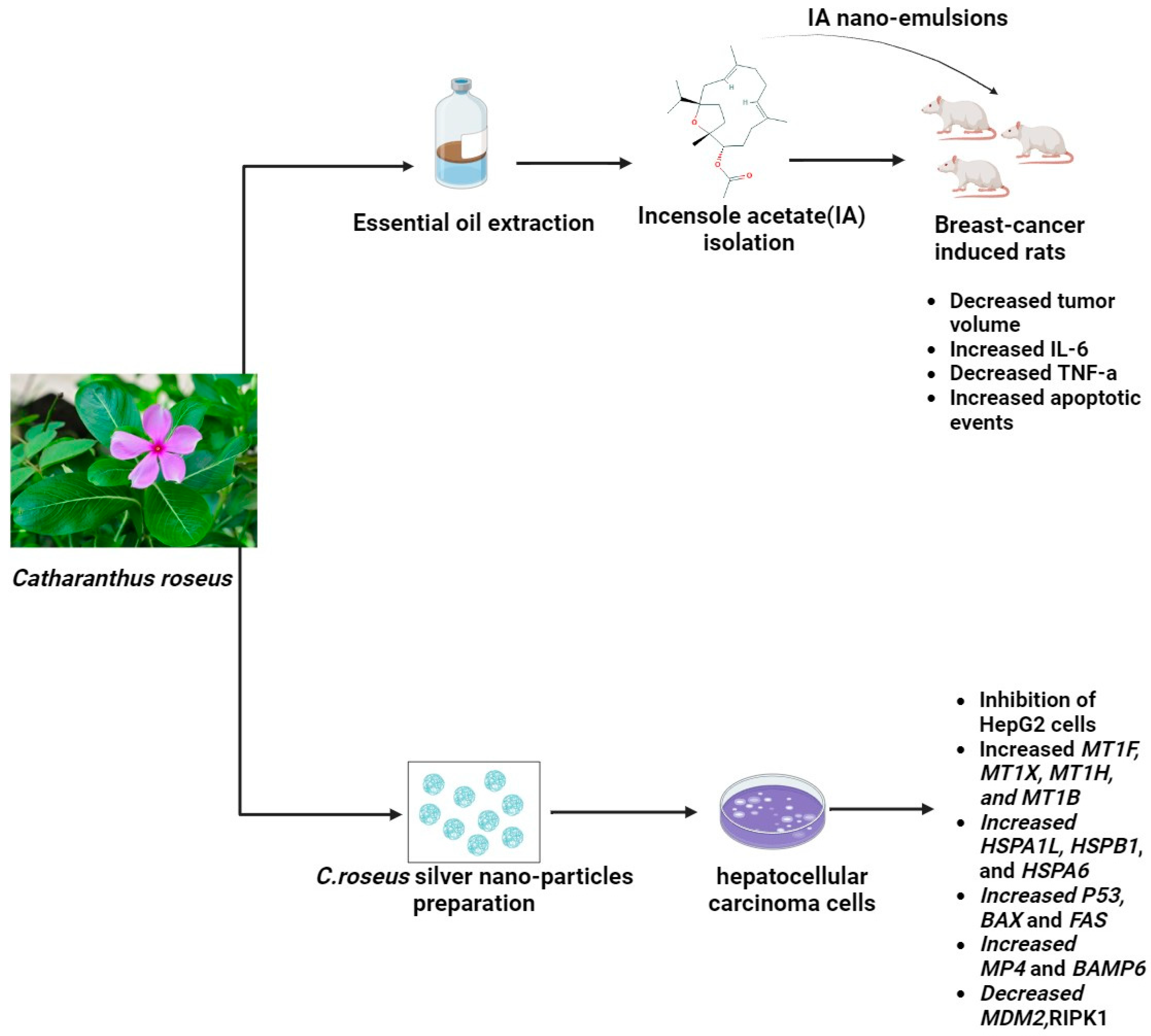 Pharmaceuticals 17 00574 g003 Pharmaceuticals 17 00574 g003