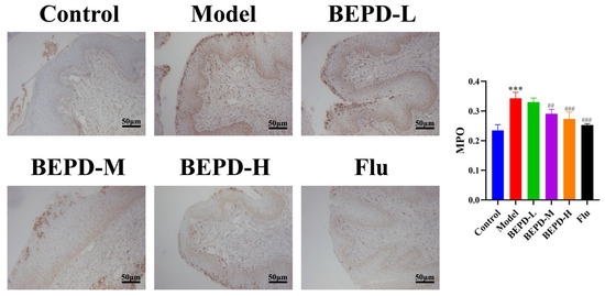 Transcriptomics Reveals Effect of Pulsatilla Decoction