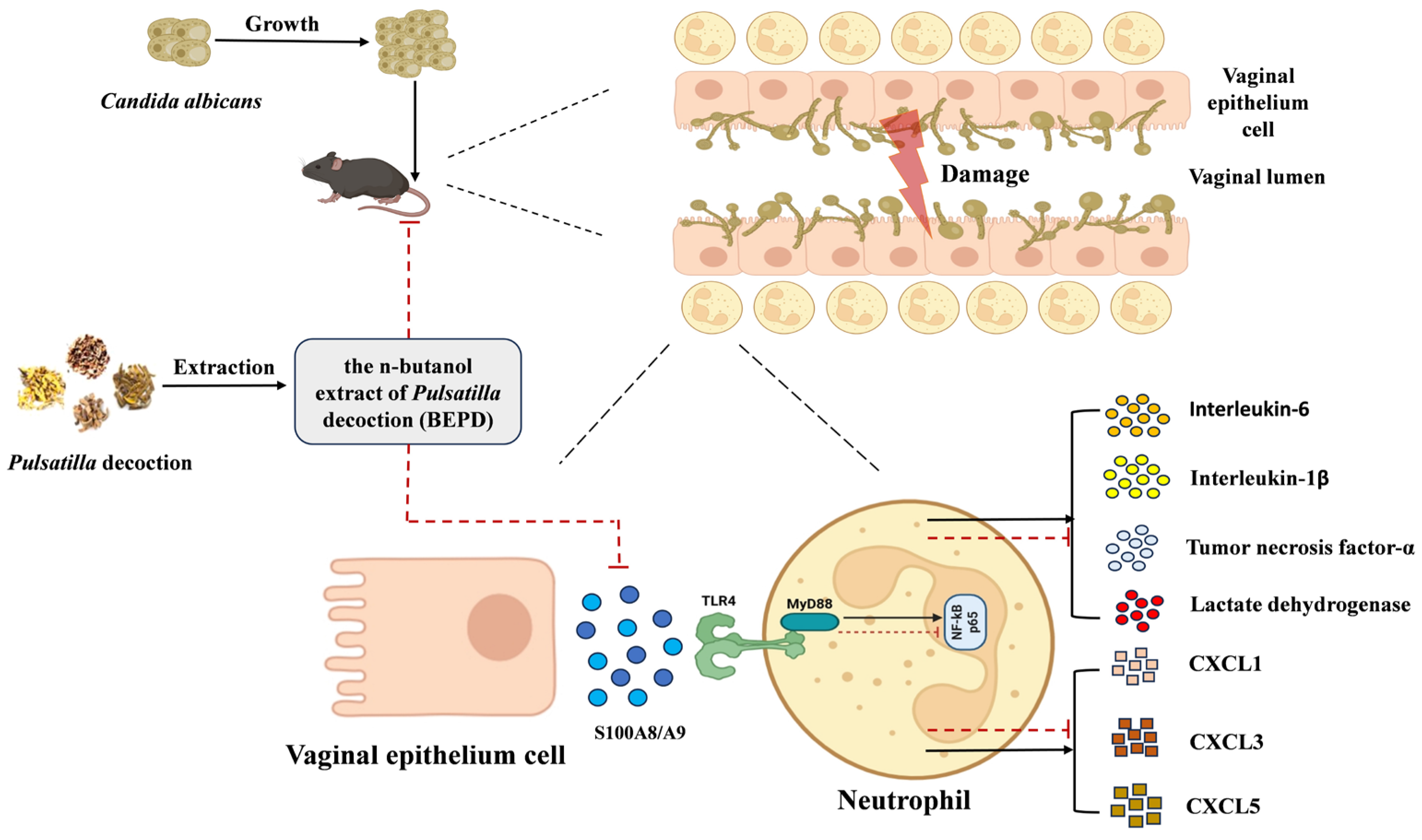 Pharmaceuticals 17 00594 g017 Pharmaceuticals 17 00594 g017