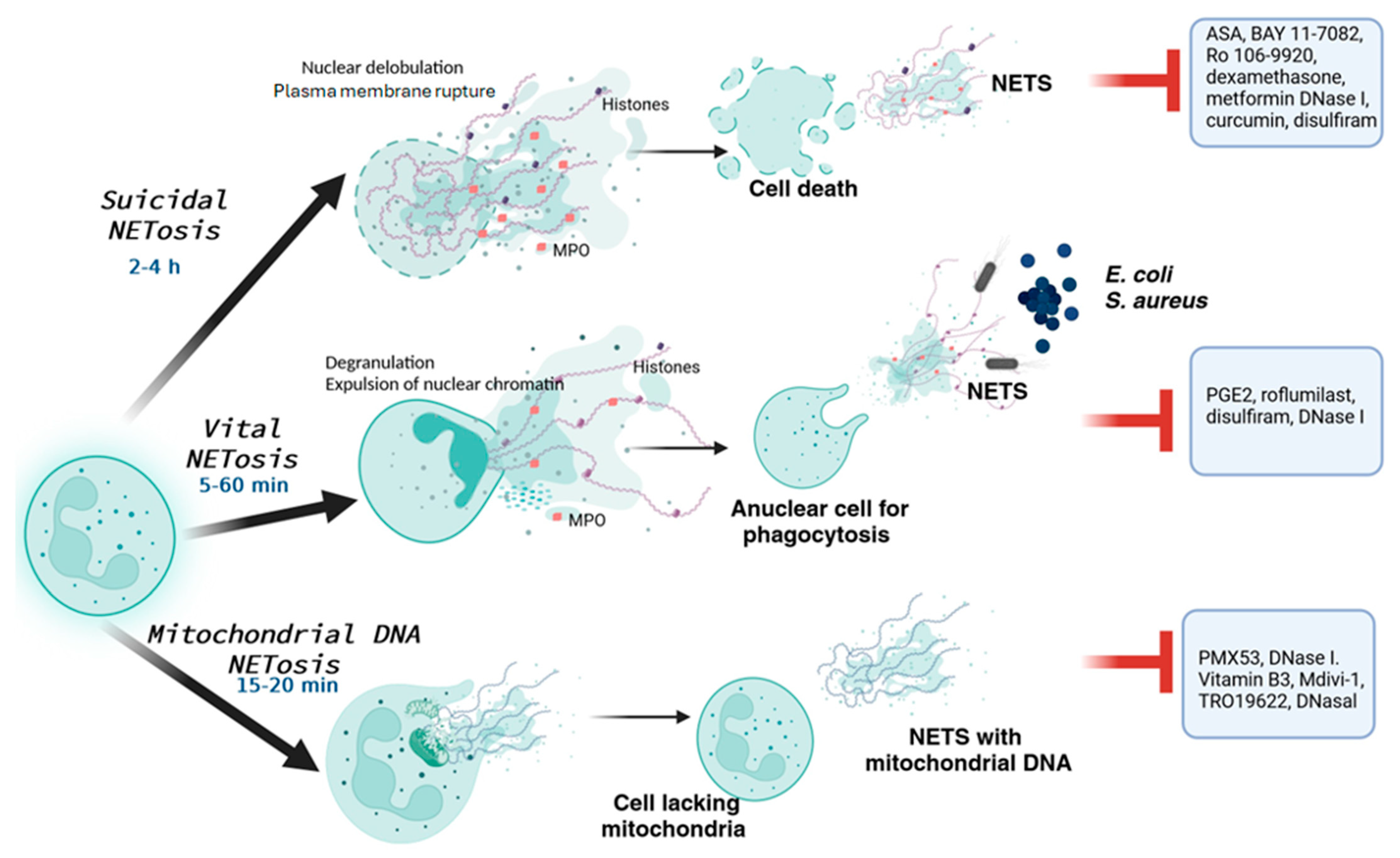 Pharmaceuticals 17 00605 g001