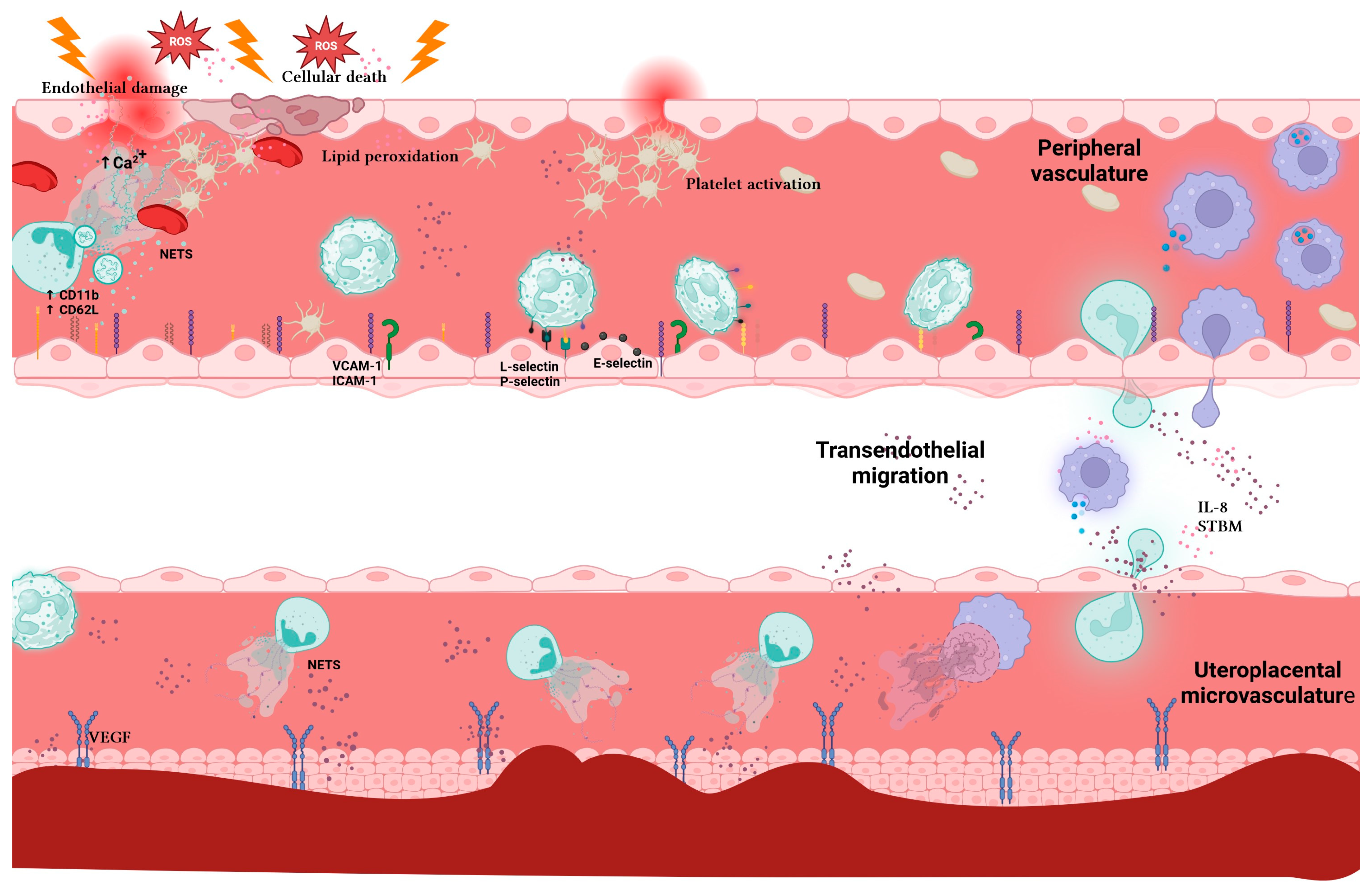 Pharmaceuticals 17 00605 g002