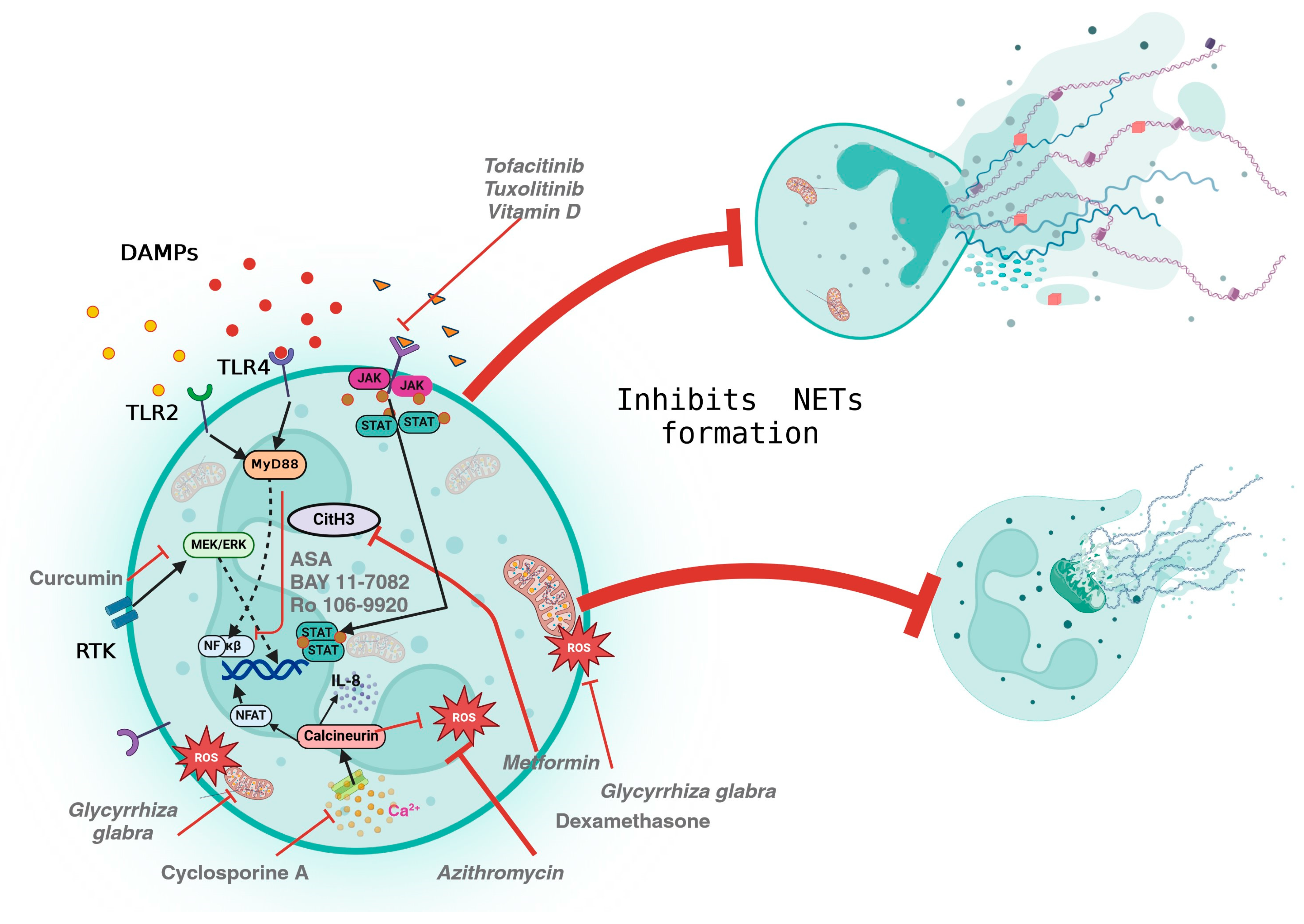 Pharmaceuticals 17 00605 g003