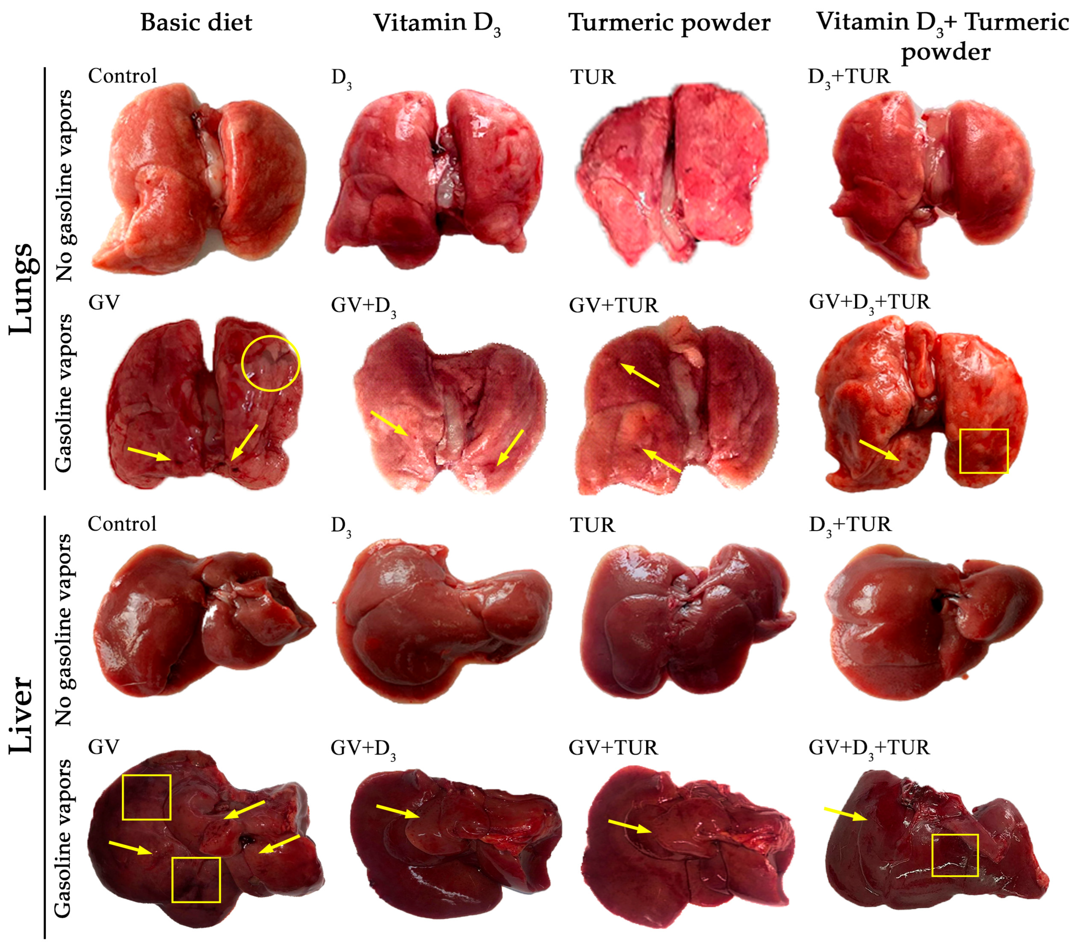 Pharmaceuticals 17 00619 g003