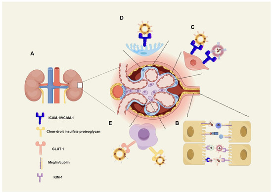クリスマスファッション Delivery Drug of Progress Research Systems Kidneys the Targeting まとめ売り