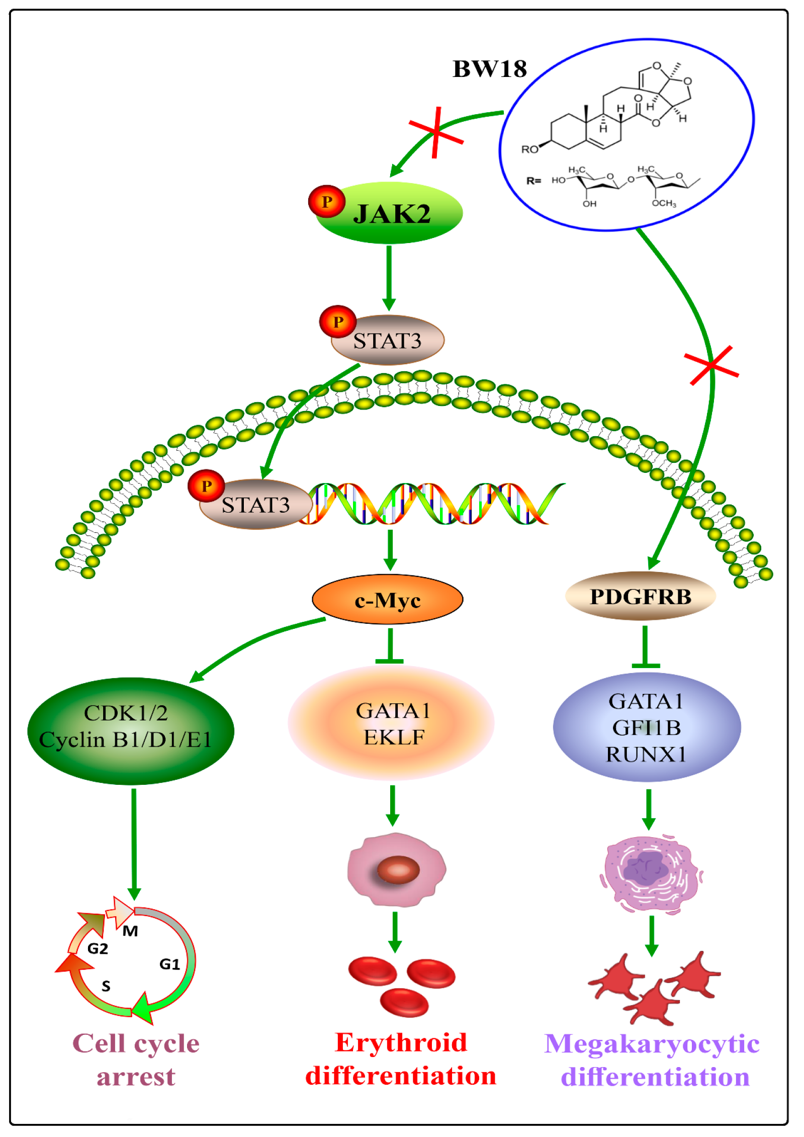 Pharmaceuticals 17 00628 g007 Pharmaceuticals 17 00628 g007