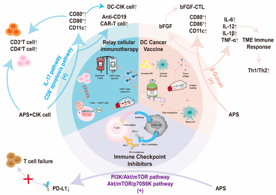 Anticancer Mechanism of Astragalus Polysaccharide and Its