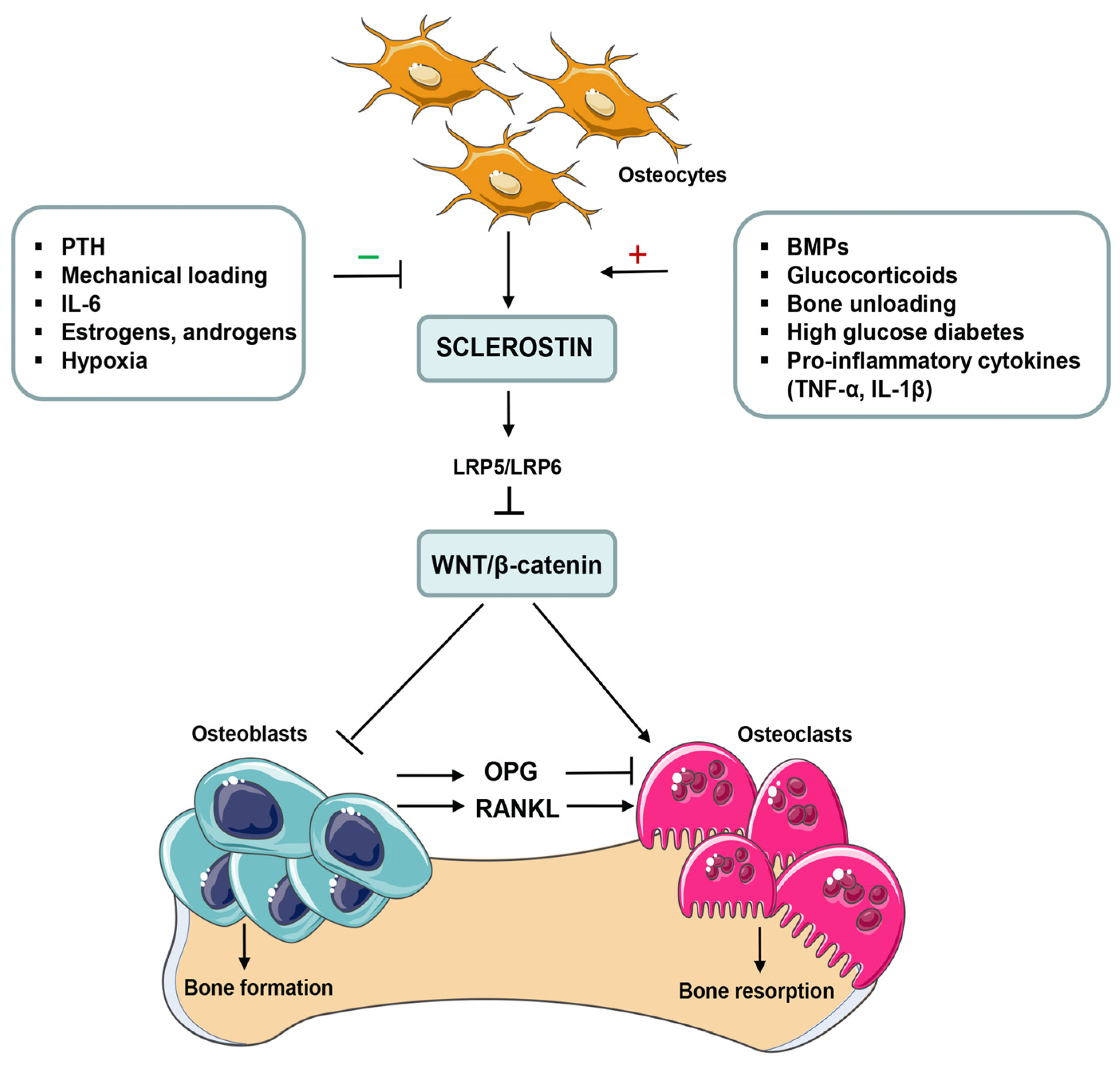 Pharmaceuticals 17 00666 g001