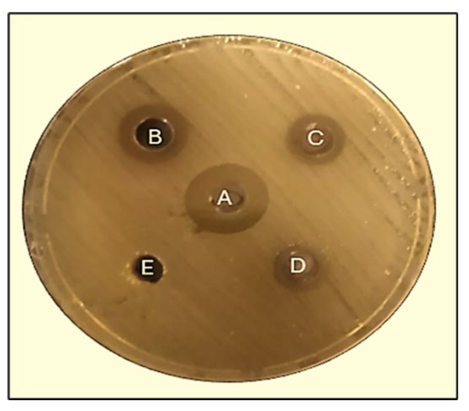 Pharmaceuticals 17 00667 g008