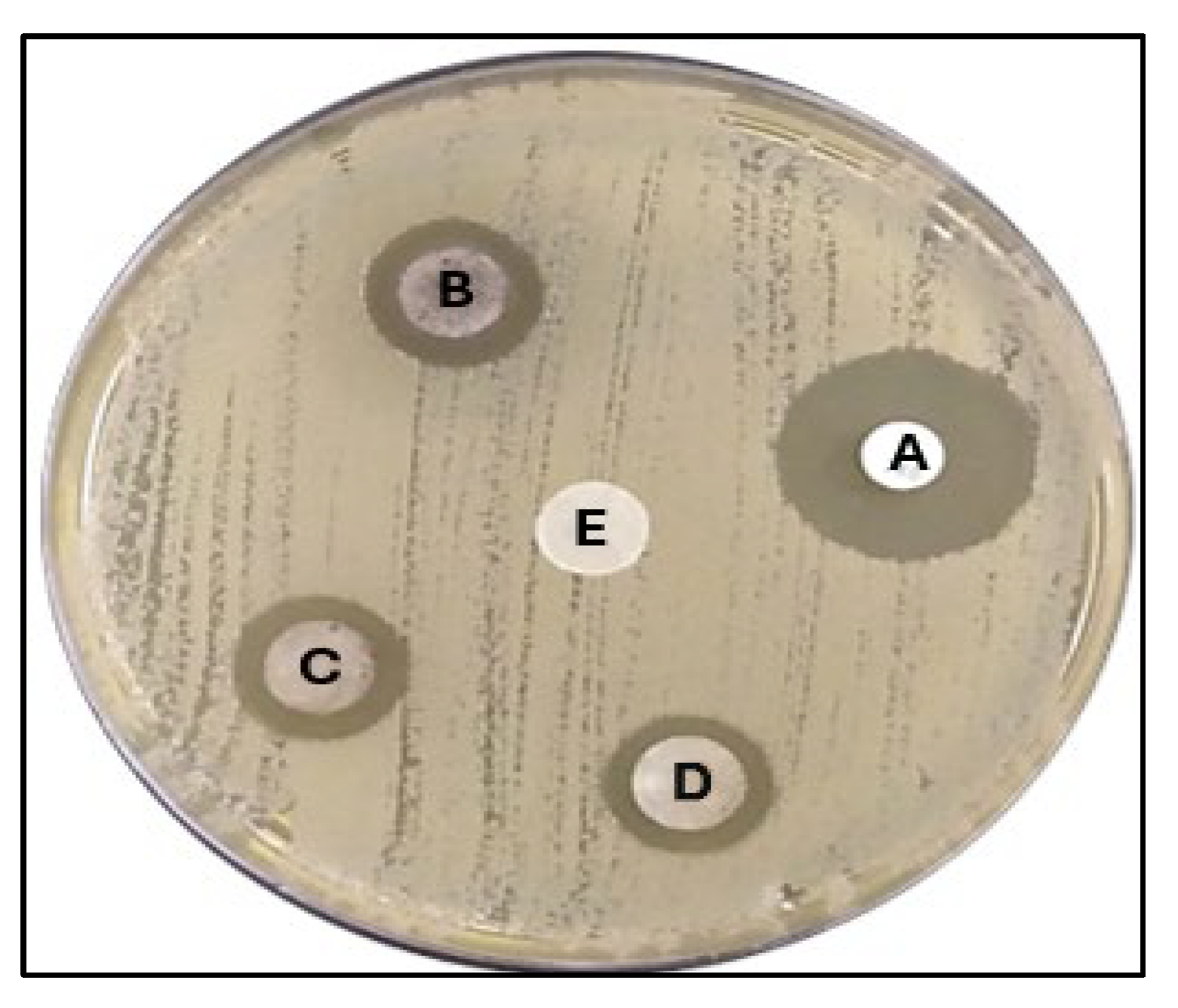 Pharmaceuticals 17 00667 g009