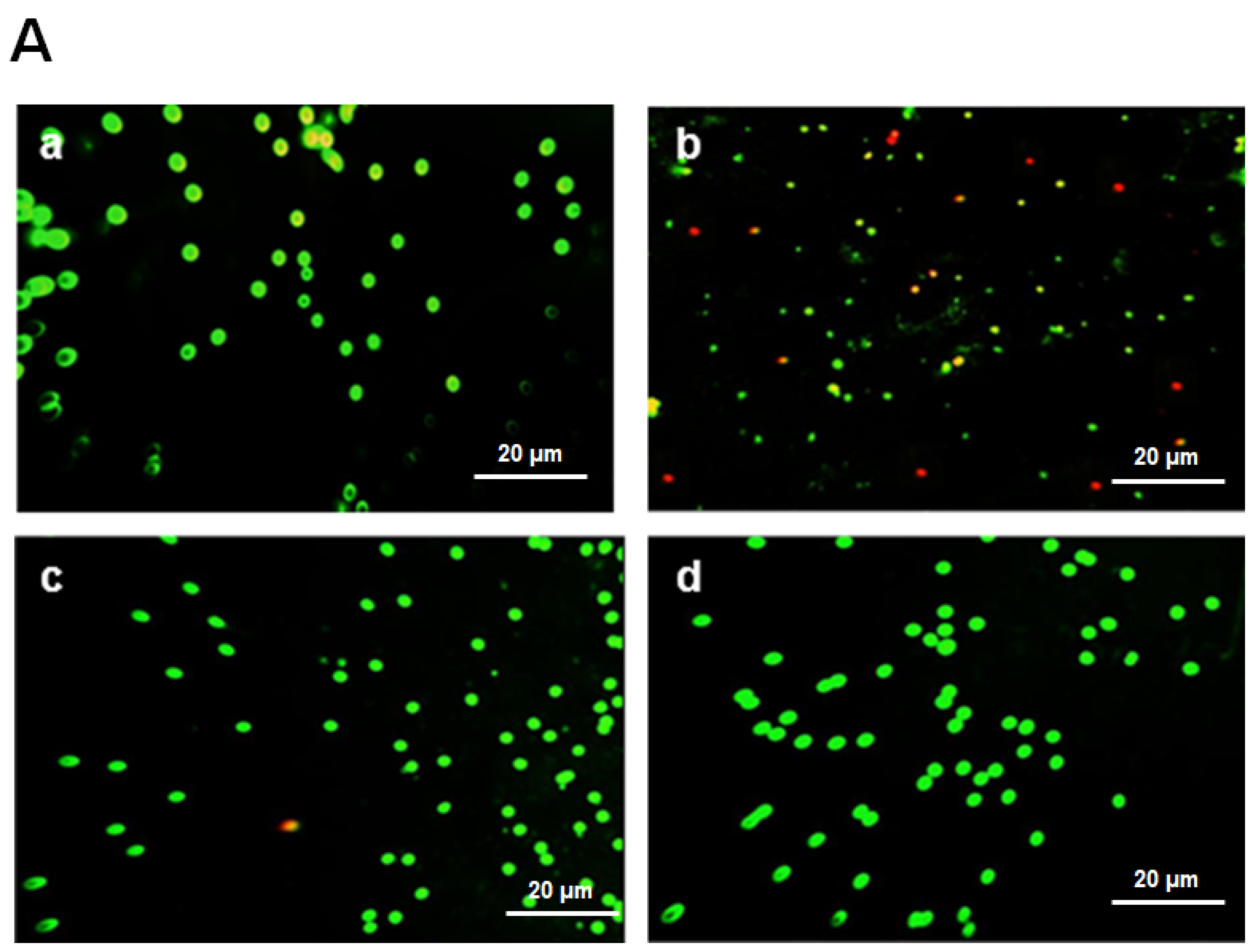 Pharmaceuticals 17 00672 g008a