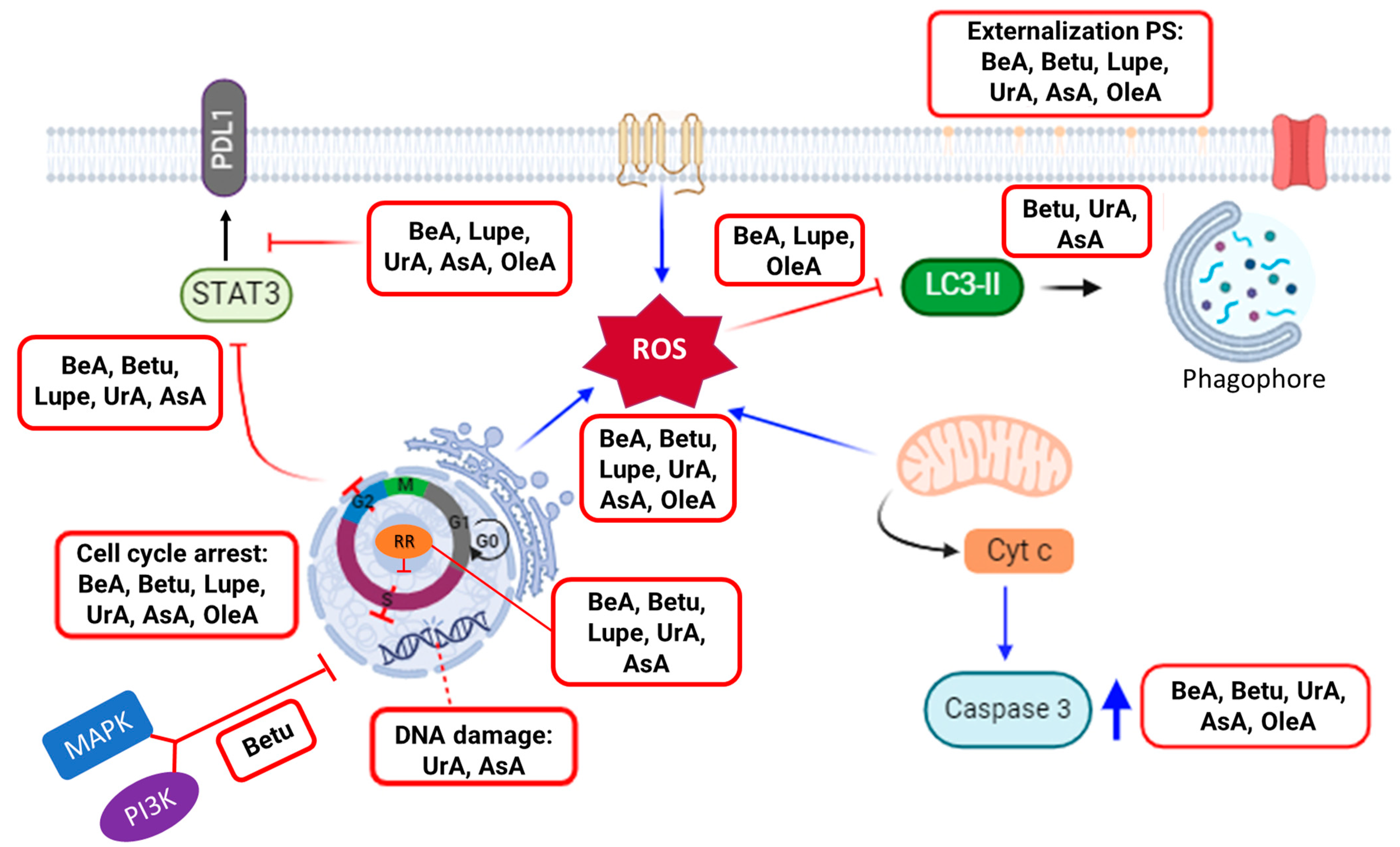 Pharmaceuticals 17 00694 g007