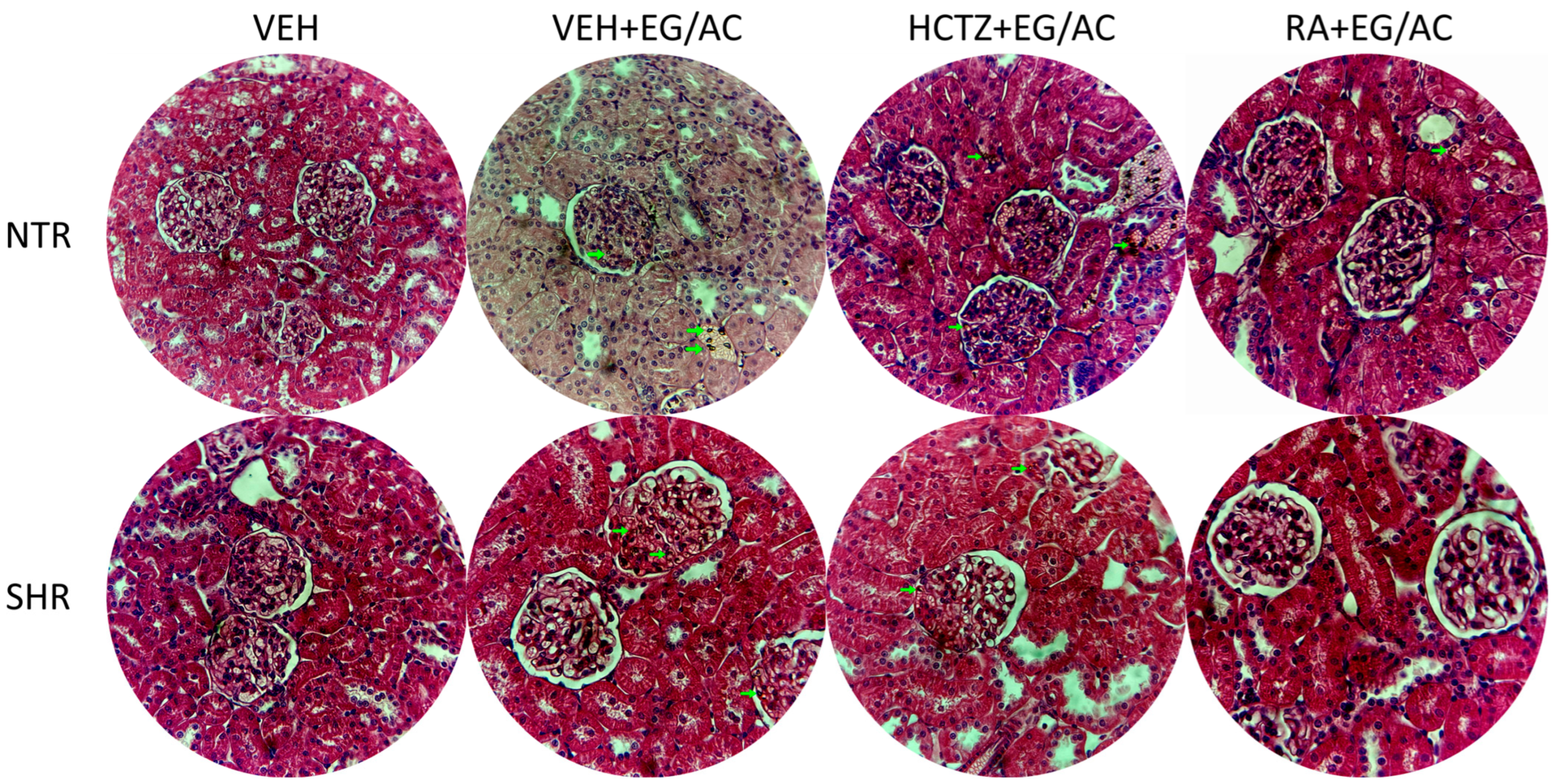 Pharmaceuticals 17 00702 g005