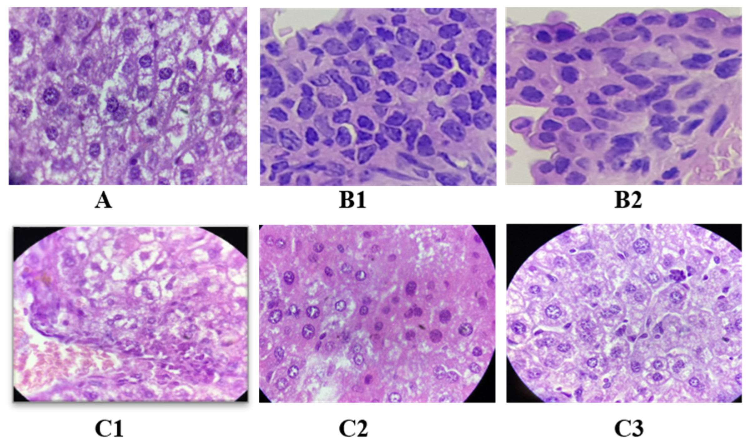 Pharmaceuticals 17 00704 g009a