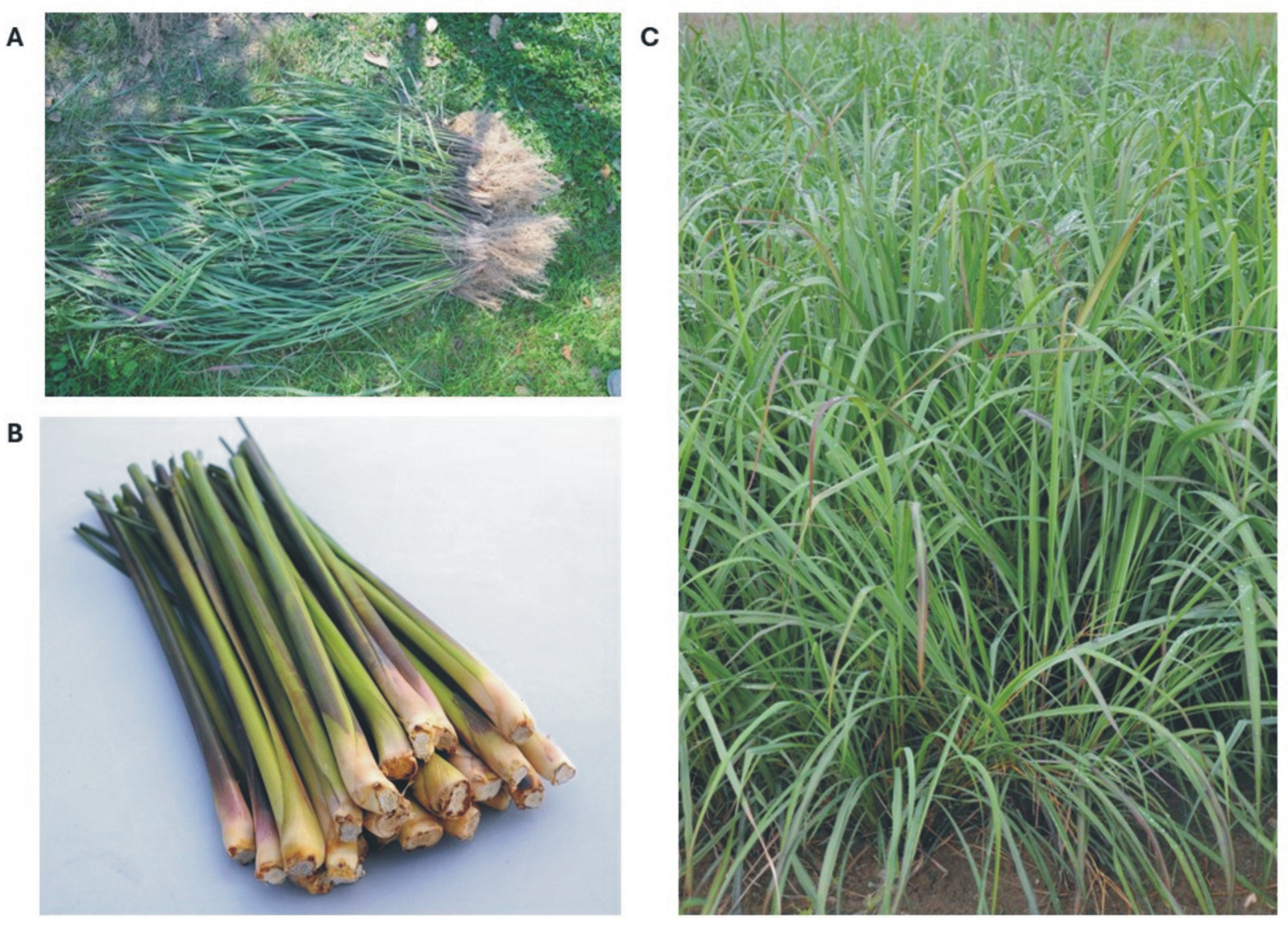 Pharmaceuticals 17 00705 g001