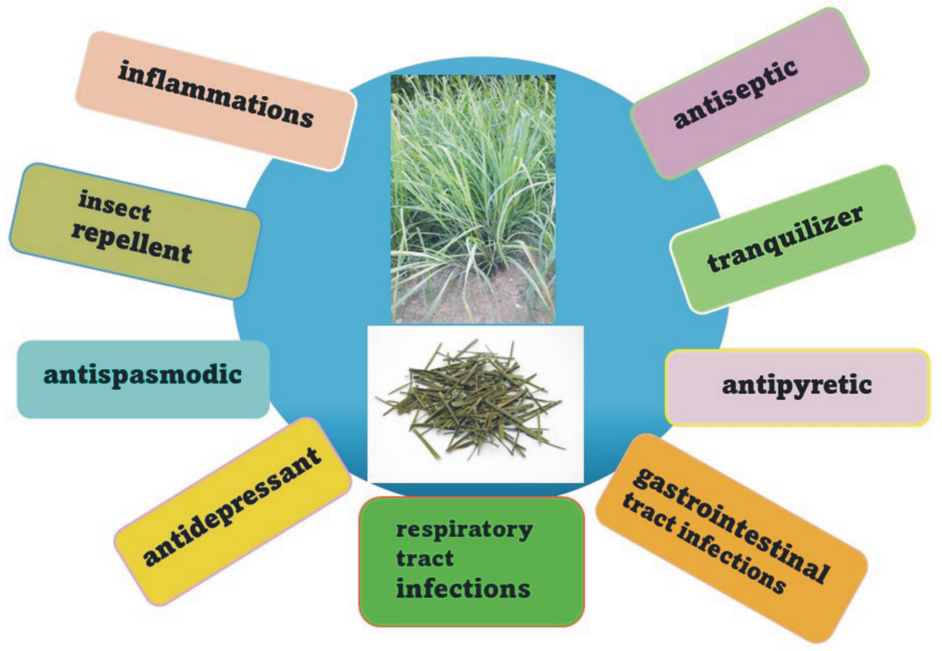 Pharmaceuticals 17 00705 g002