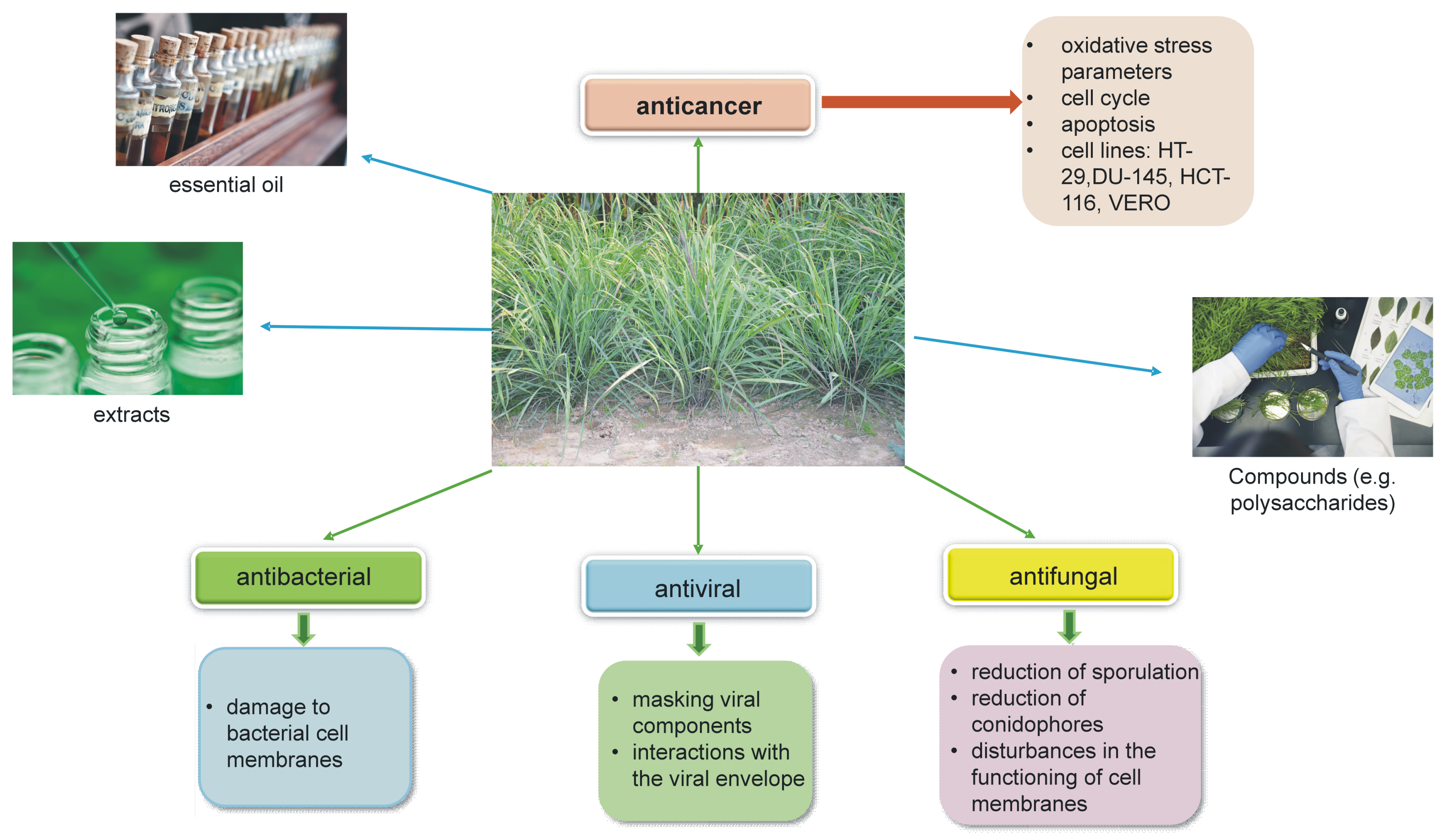 Pharmaceuticals 17 00705 g004