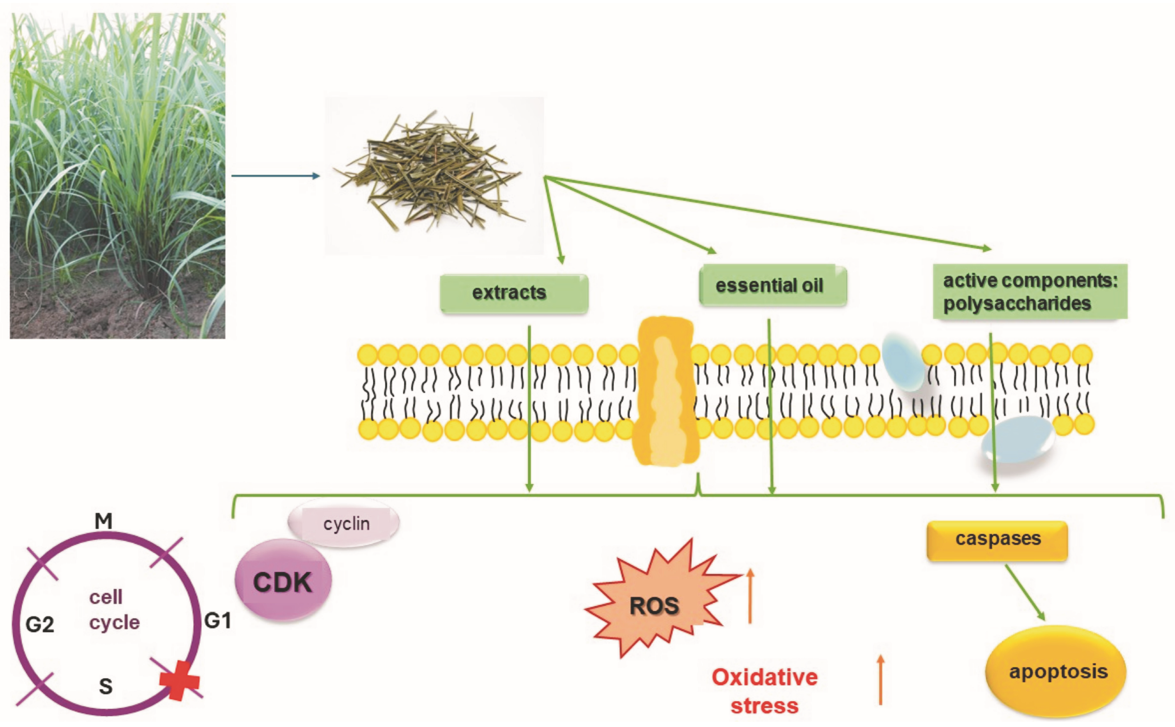 Pharmaceuticals 17 00705 g005