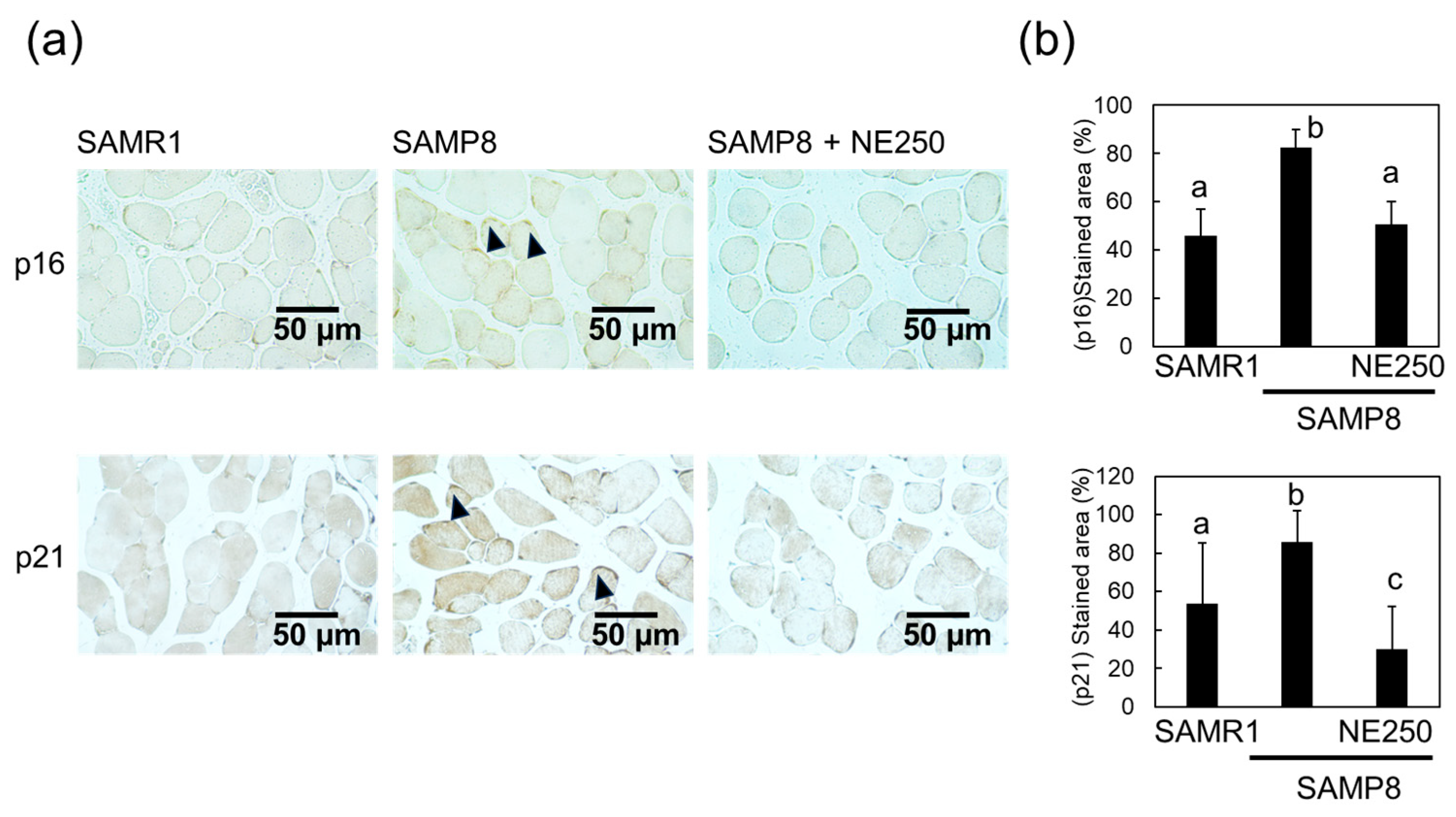 Pharmaceuticals 17 00713 g004