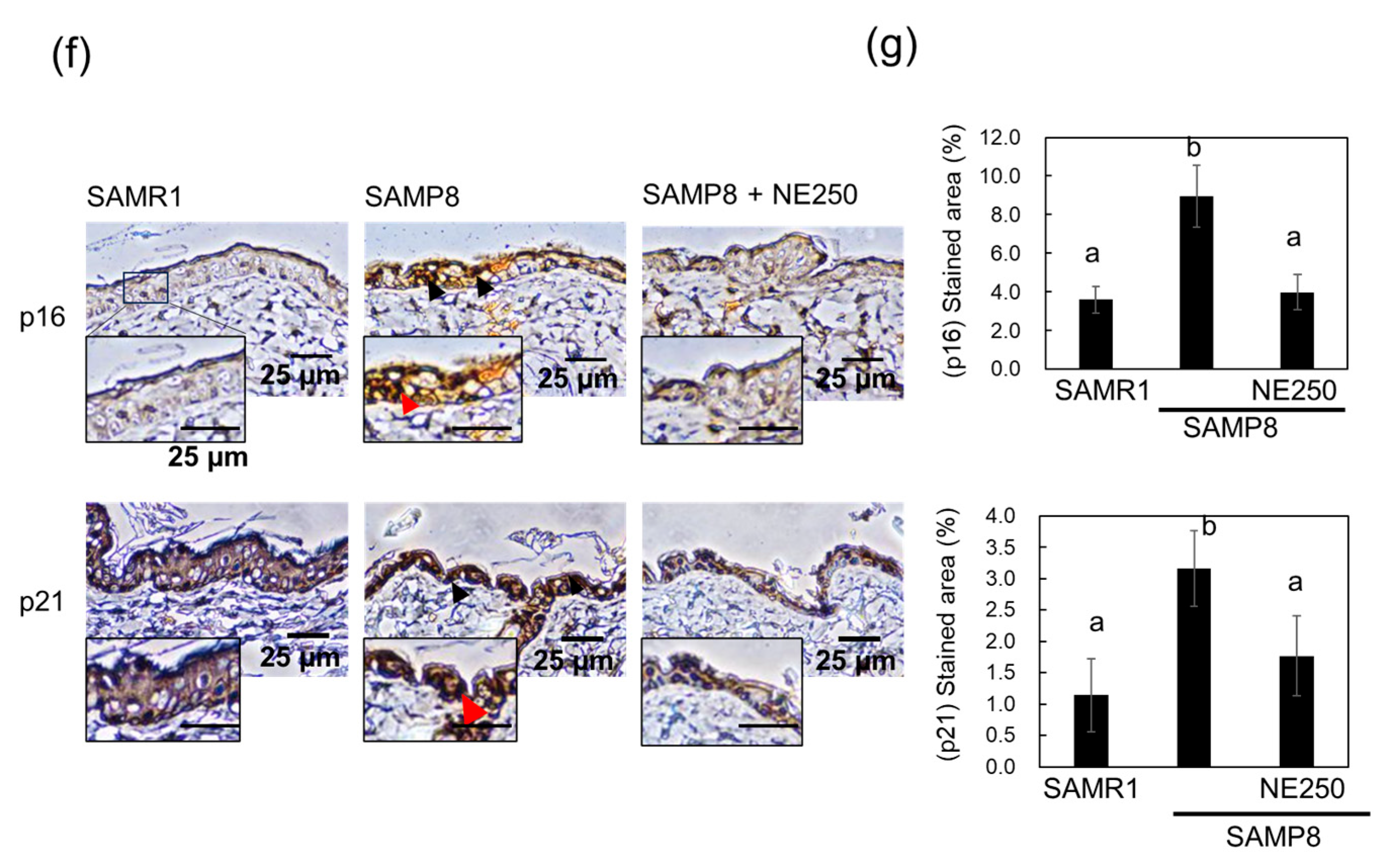 Pharmaceuticals 17 00713 g007b