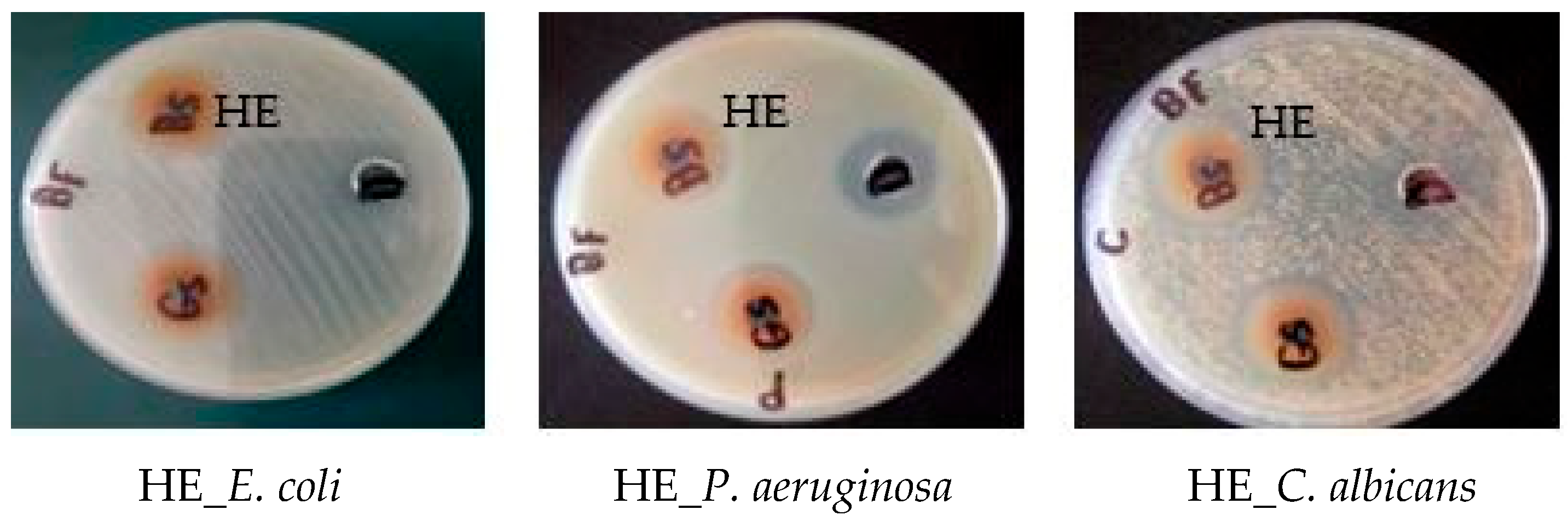 Pharmaceuticals 17 00724 g005