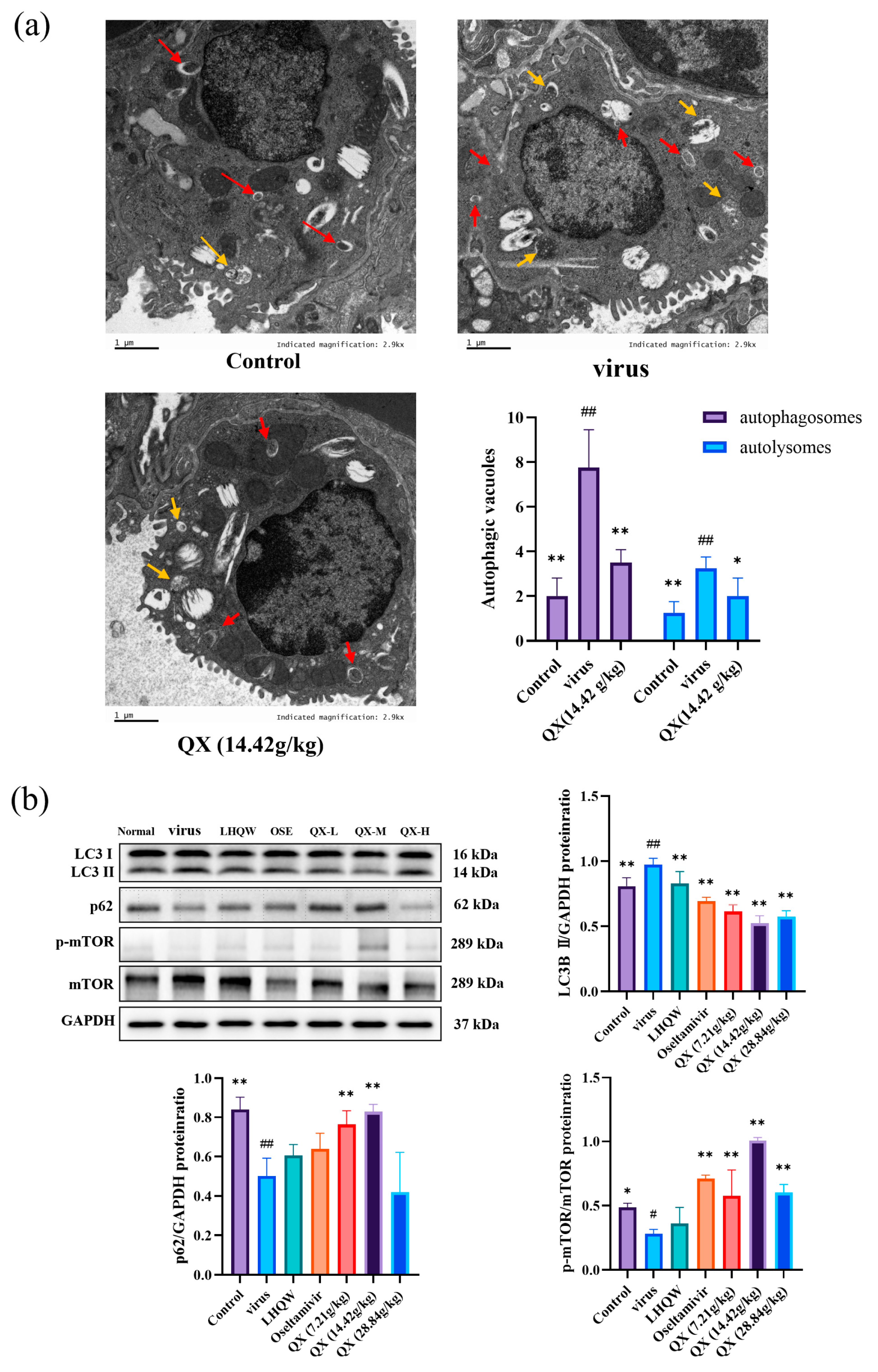 Pharmaceuticals 17 00731 g009