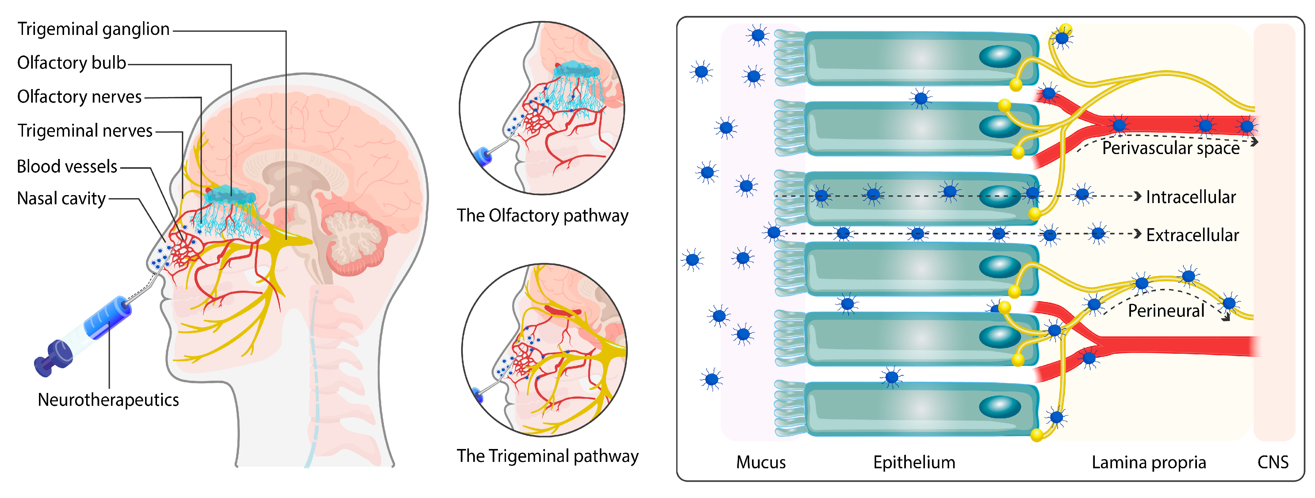 Pharmaceuticals 17 00763 g006