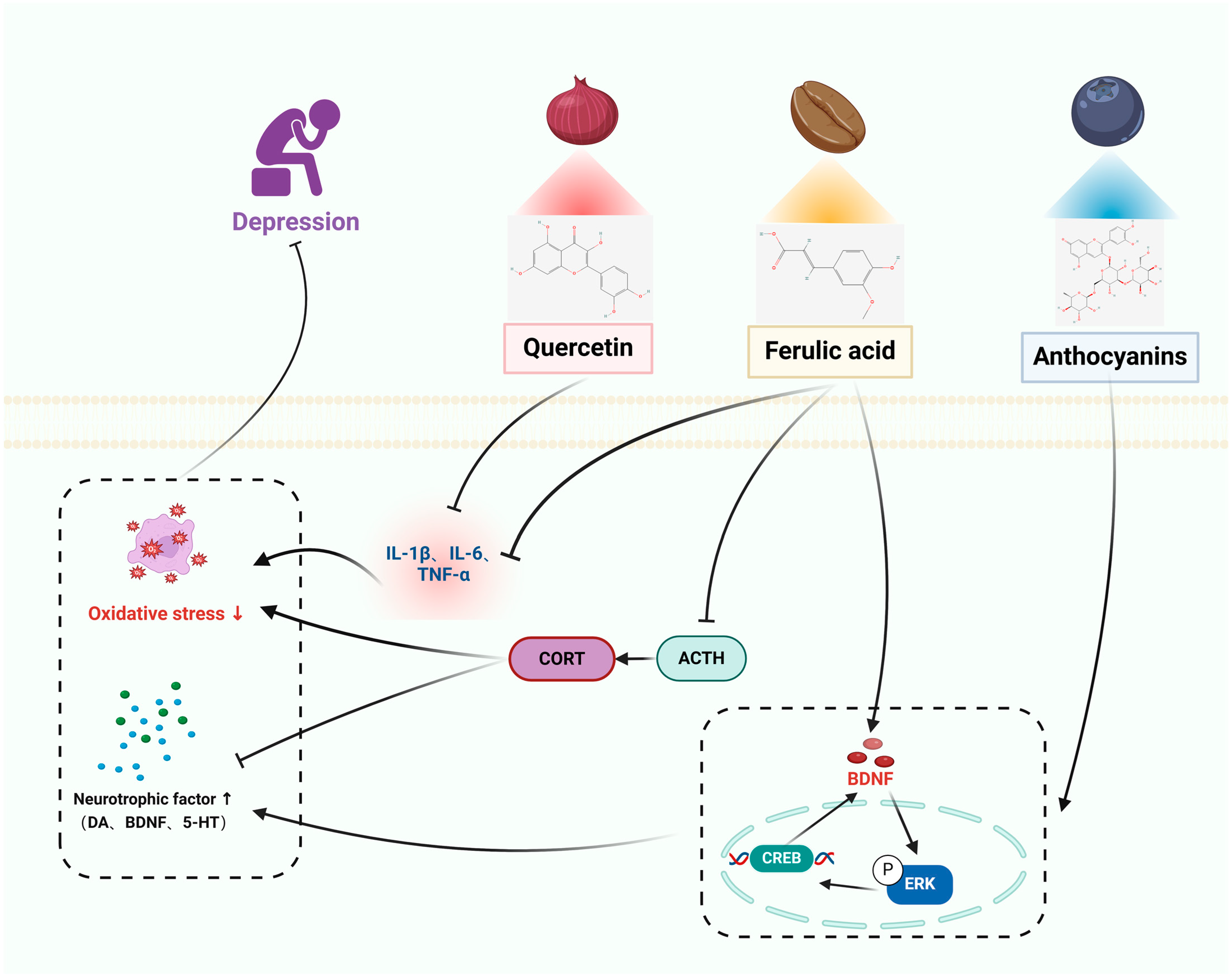 Pharmaceuticals 17 00775 g004 Pharmaceuticals 17 00775 g004