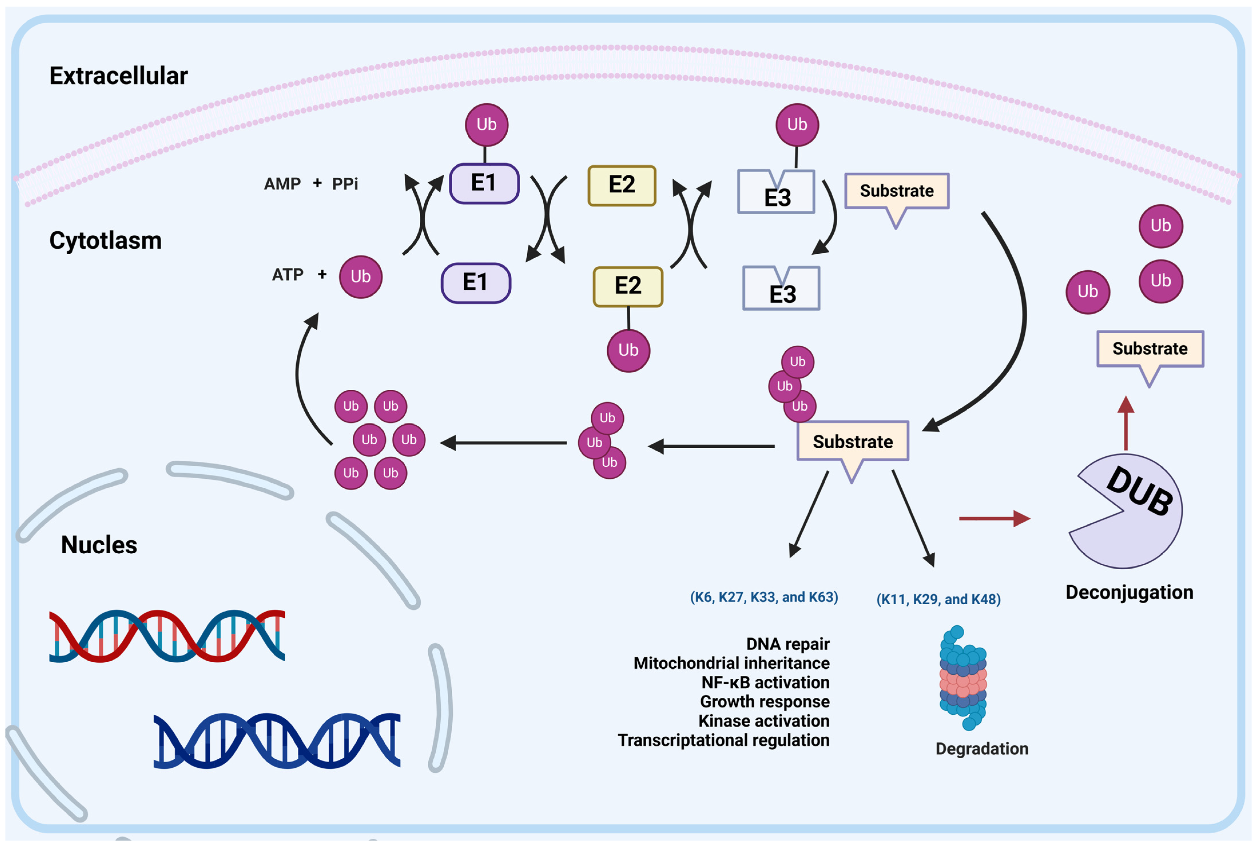Pharmaceuticals 17 00782 g001