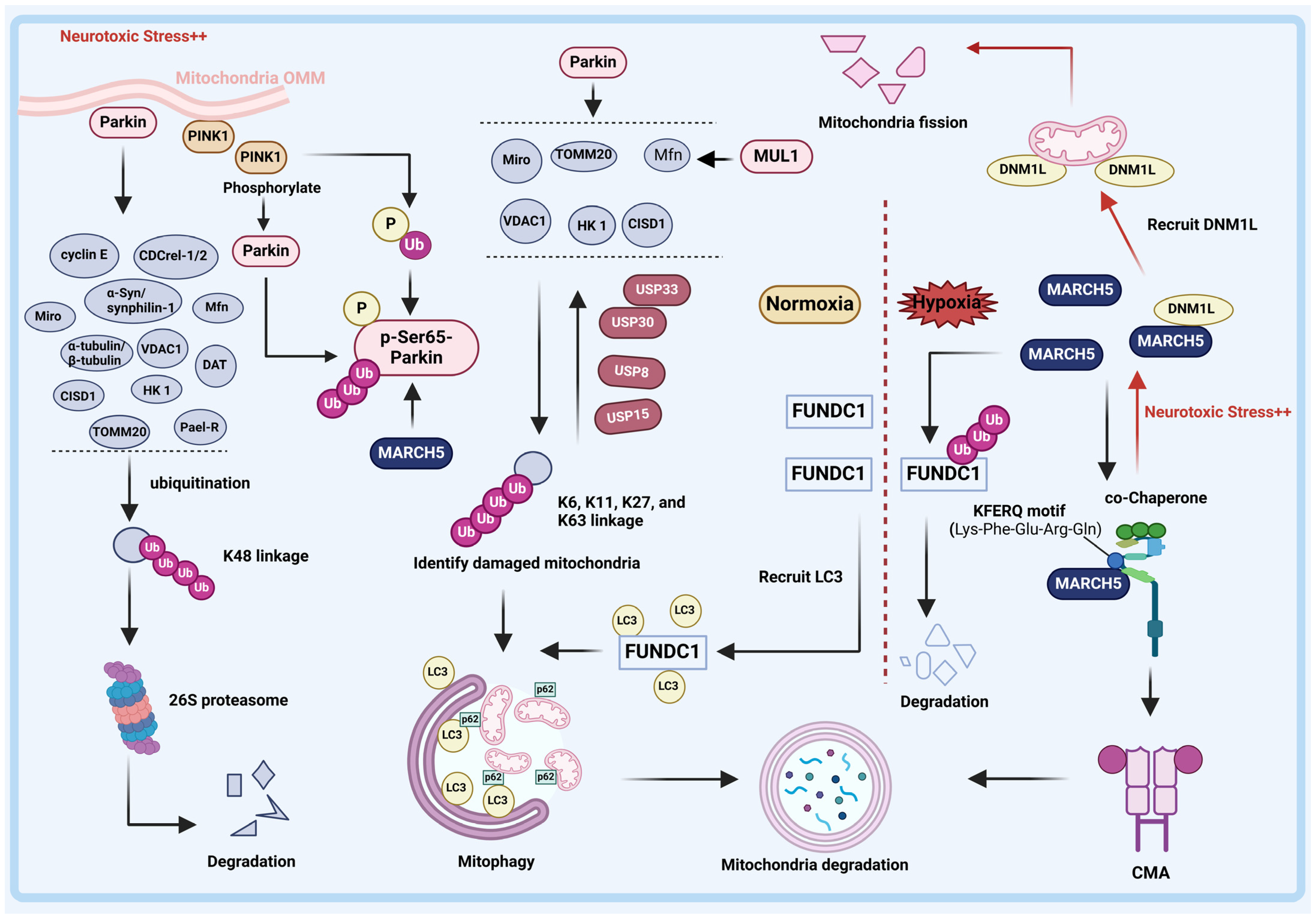 Pharmaceuticals 17 00782 g002