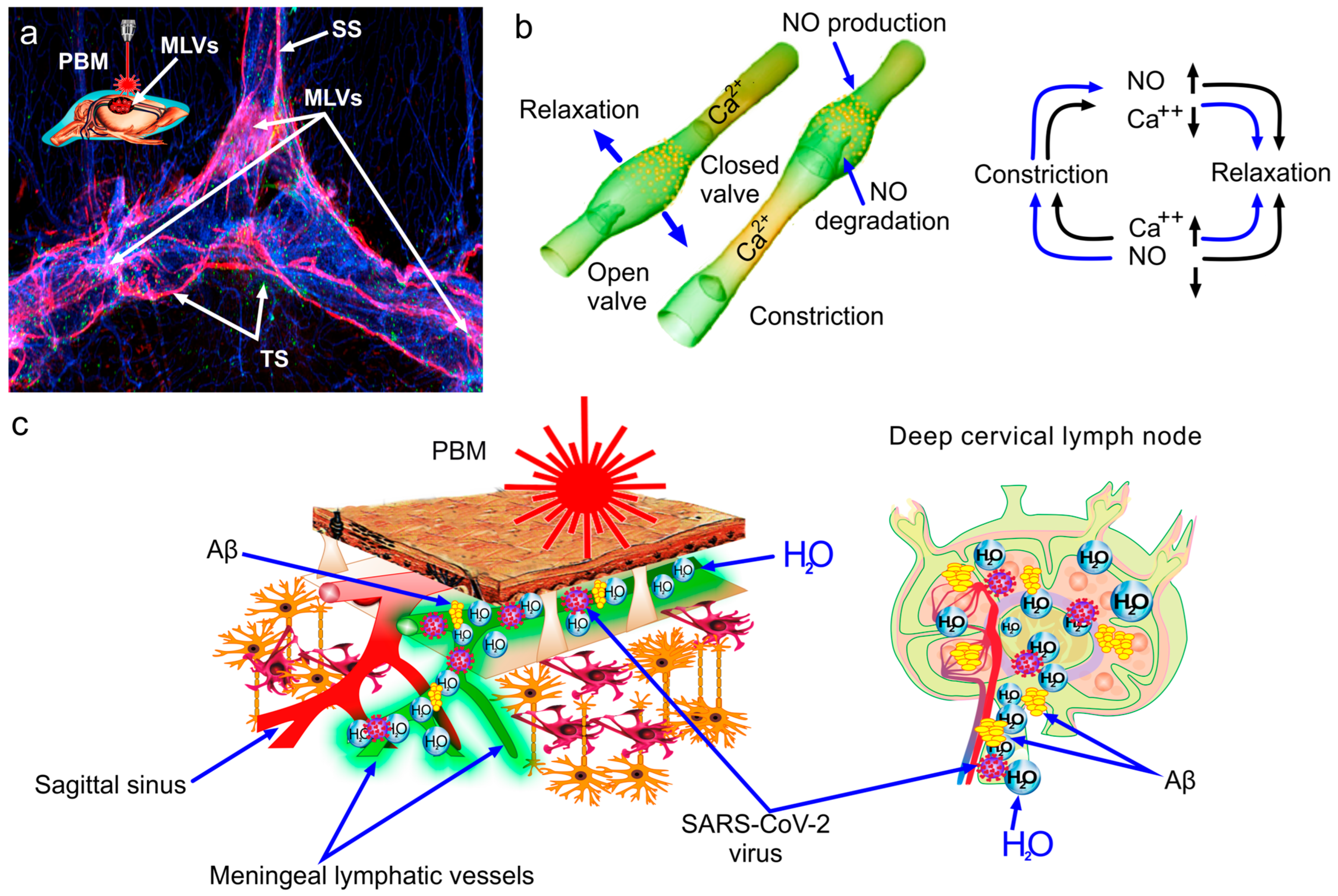 Pharmaceuticals 17 00788 g002