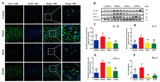 Daphnetin Ameliorates Neuropathic Pain via Regulation of
