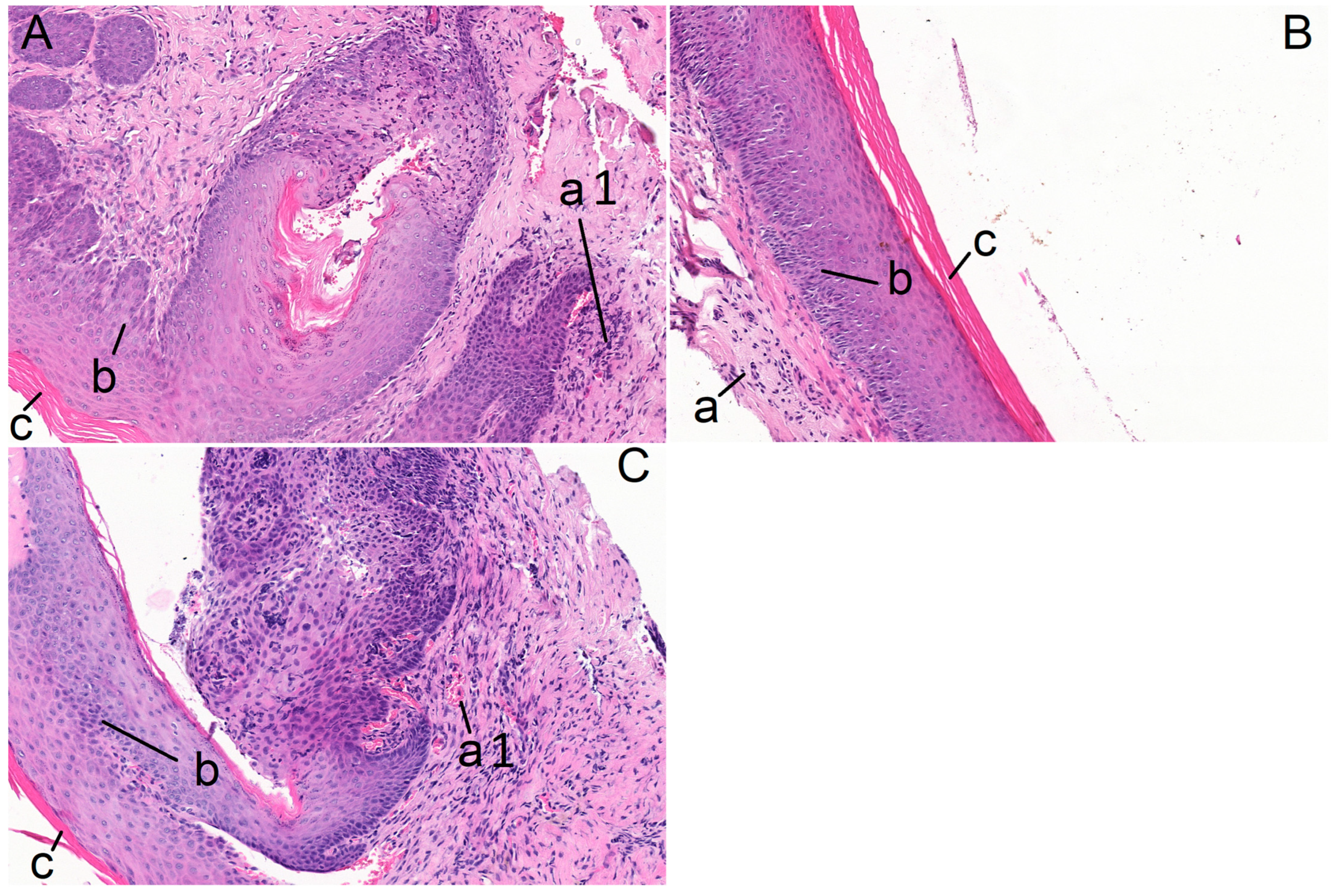Pharmaceuticals 17 00792 g001