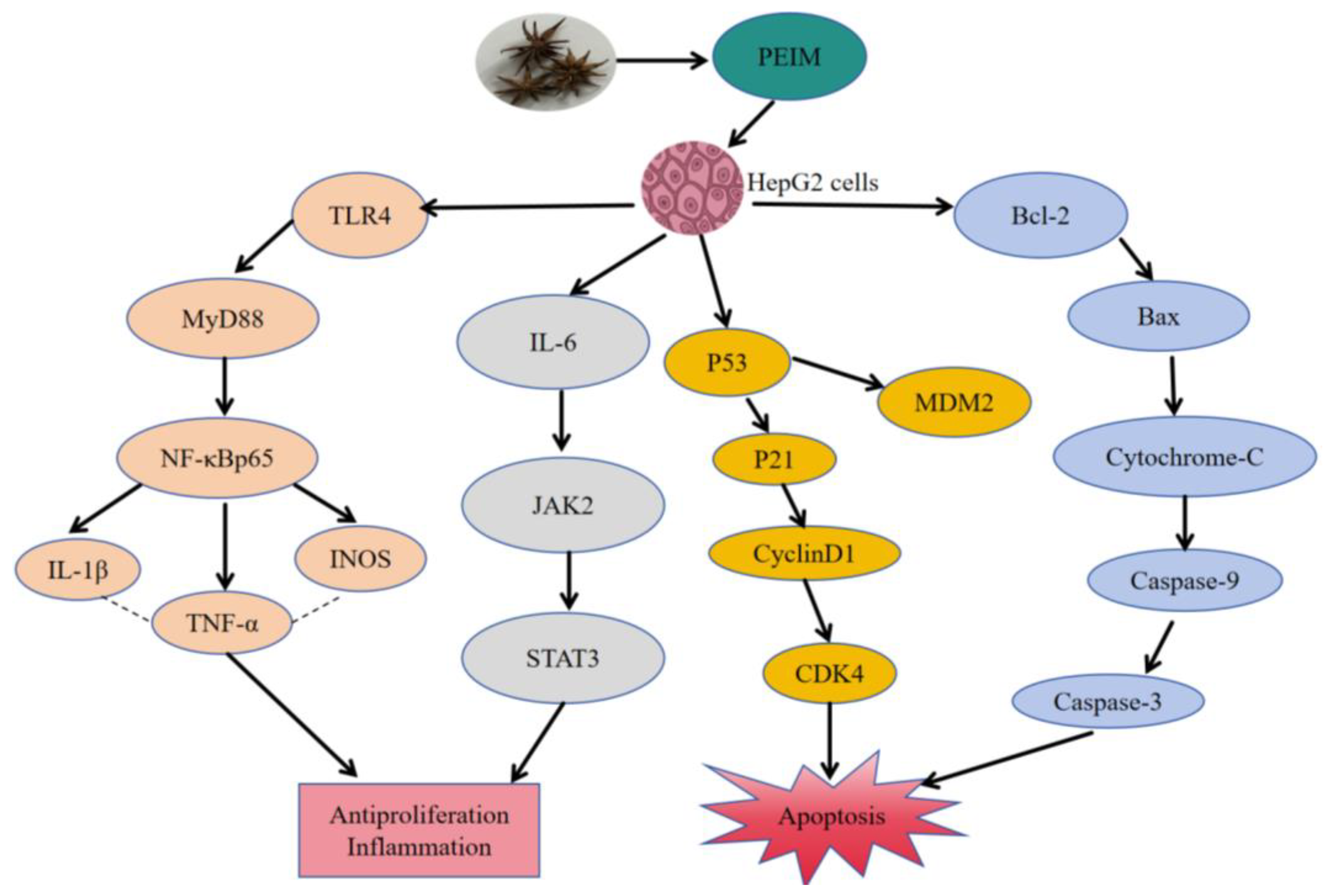 Pharmaceuticals 17 00806 g008