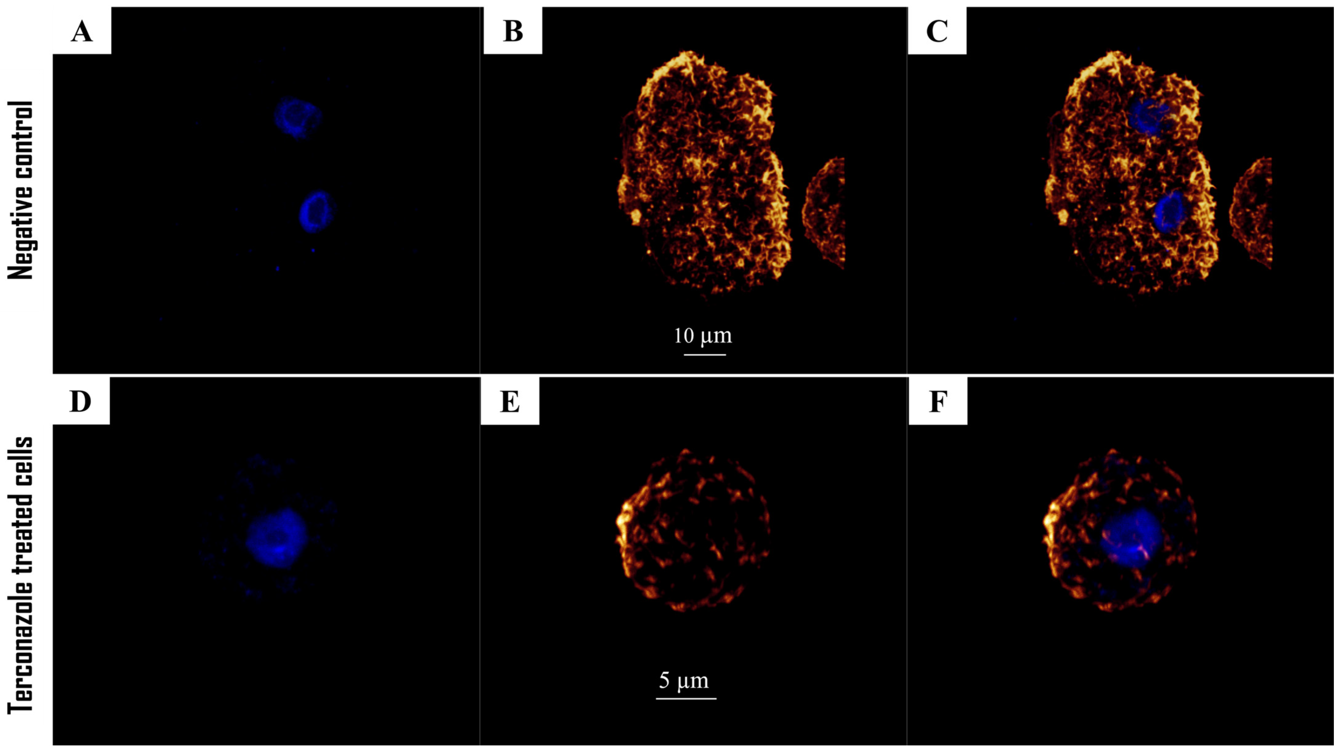 Pharmaceuticals 17 00808 g003