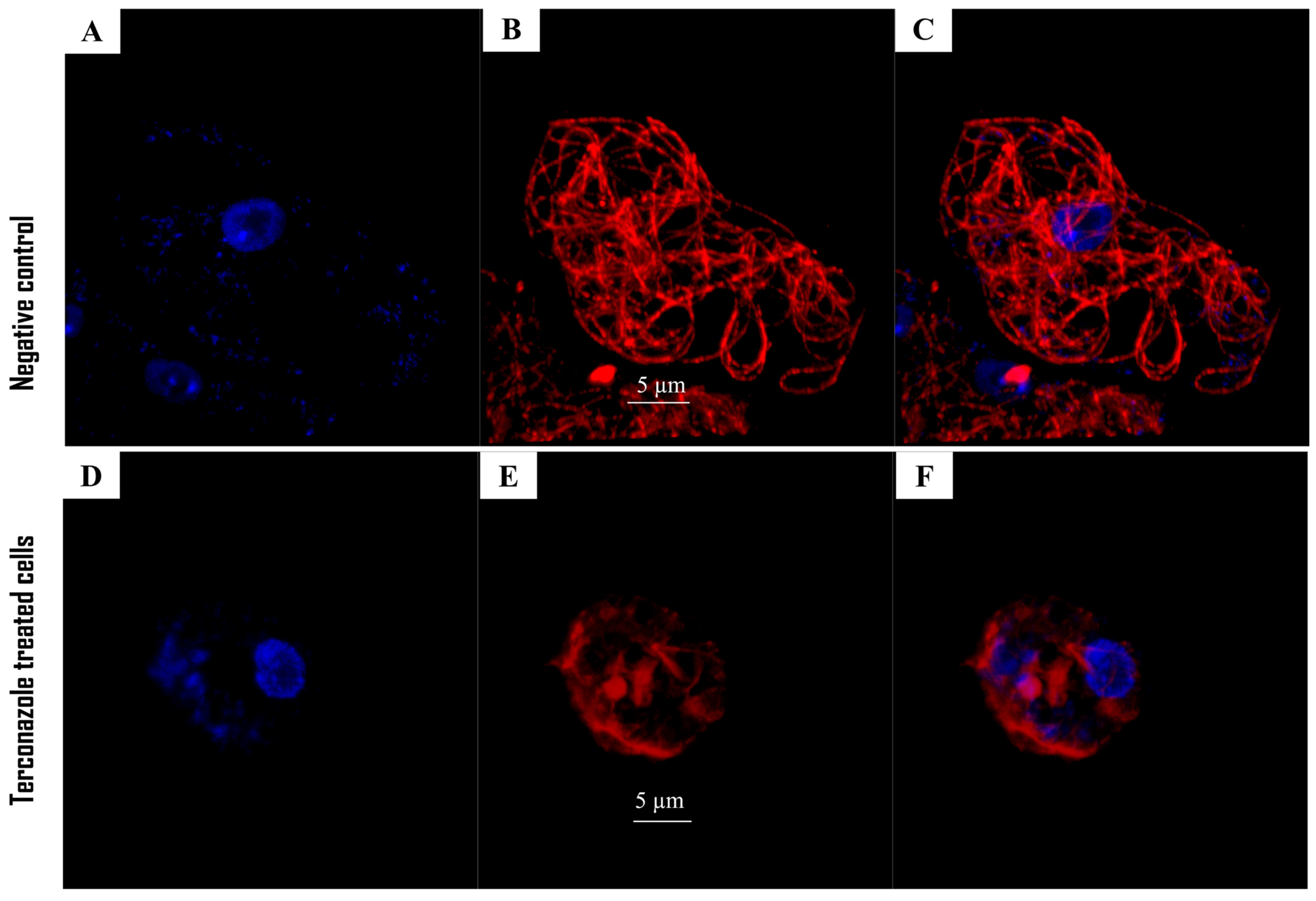 Pharmaceuticals 17 00808 g004