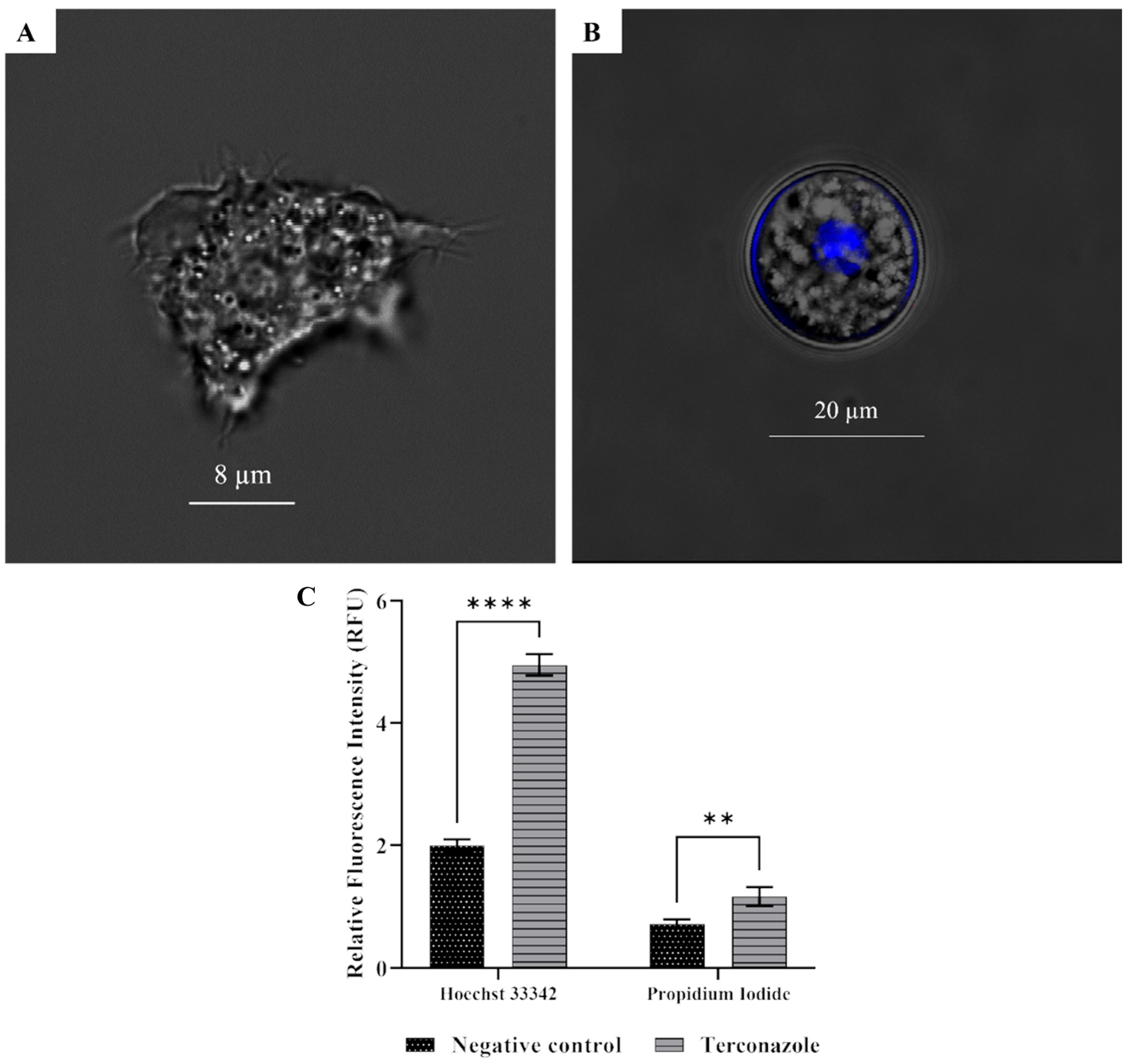 Pharmaceuticals 17 00808 g005