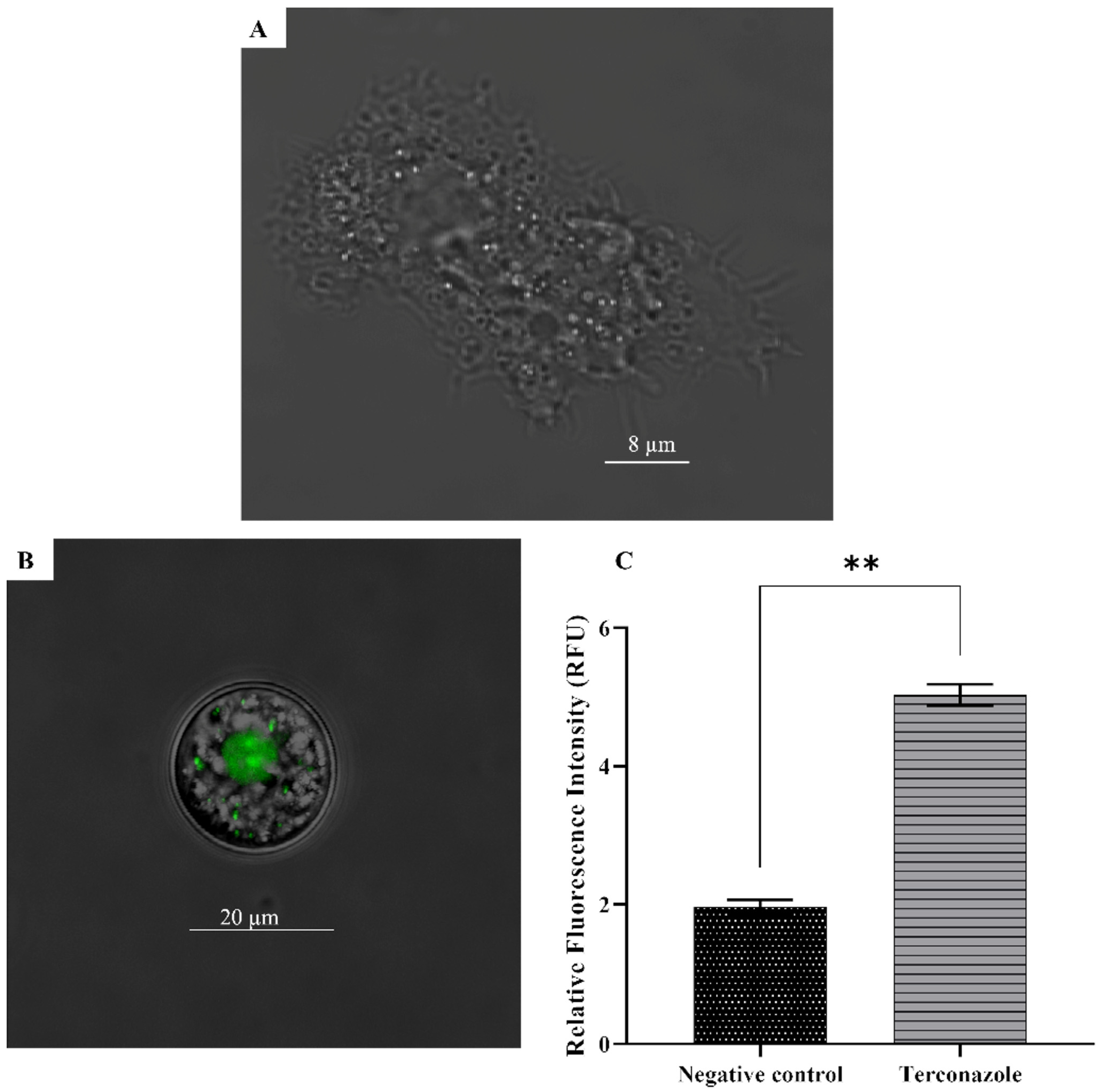 Pharmaceuticals 17 00808 g006
