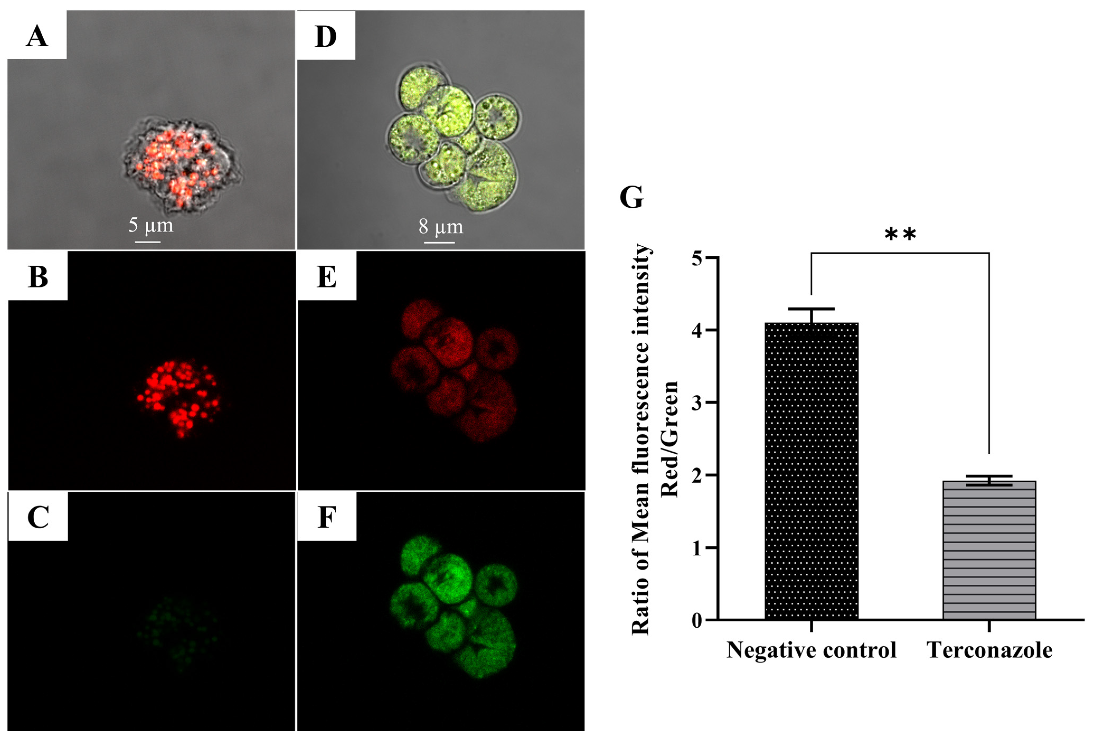 Pharmaceuticals 17 00808 g007