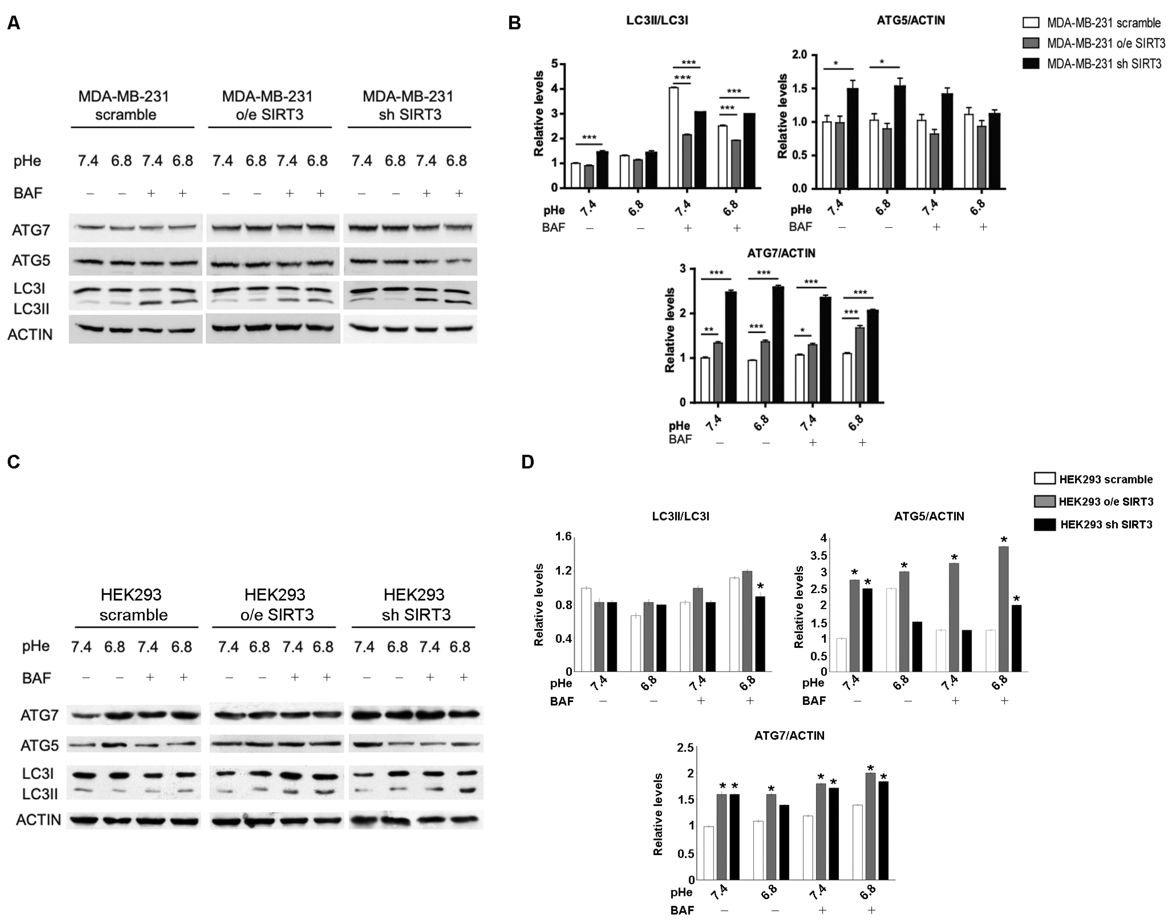Pharmaceuticals 17 00810 g007