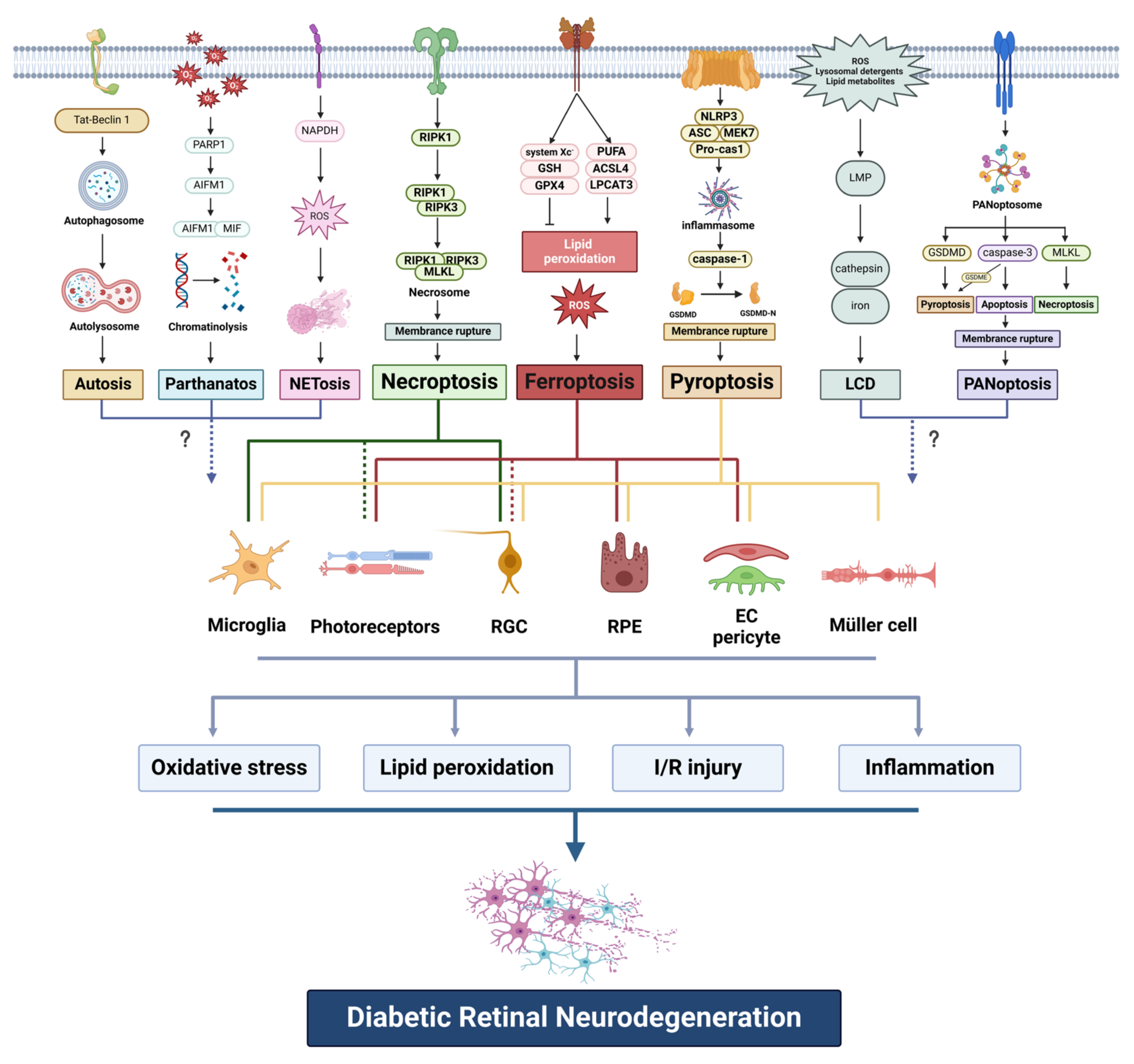 Pharmaceuticals 17 00837 g001
