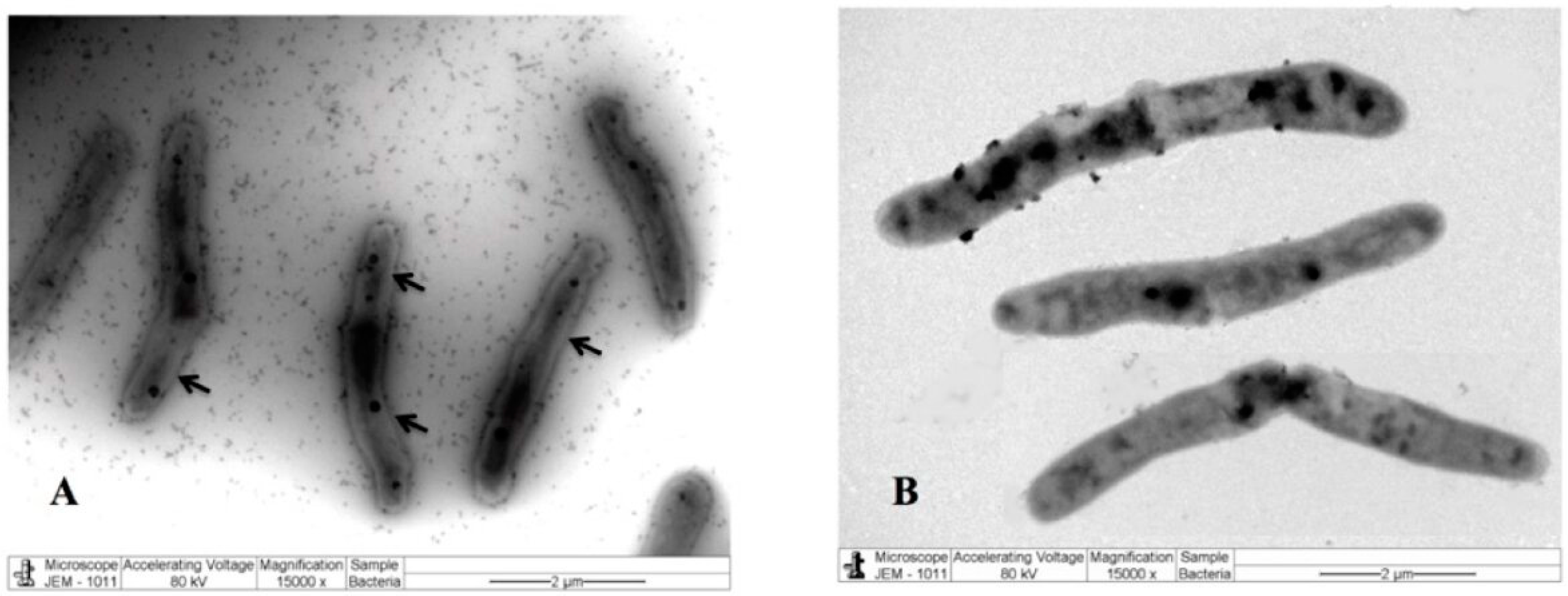 Pharmaceuticals 17 00872 g003