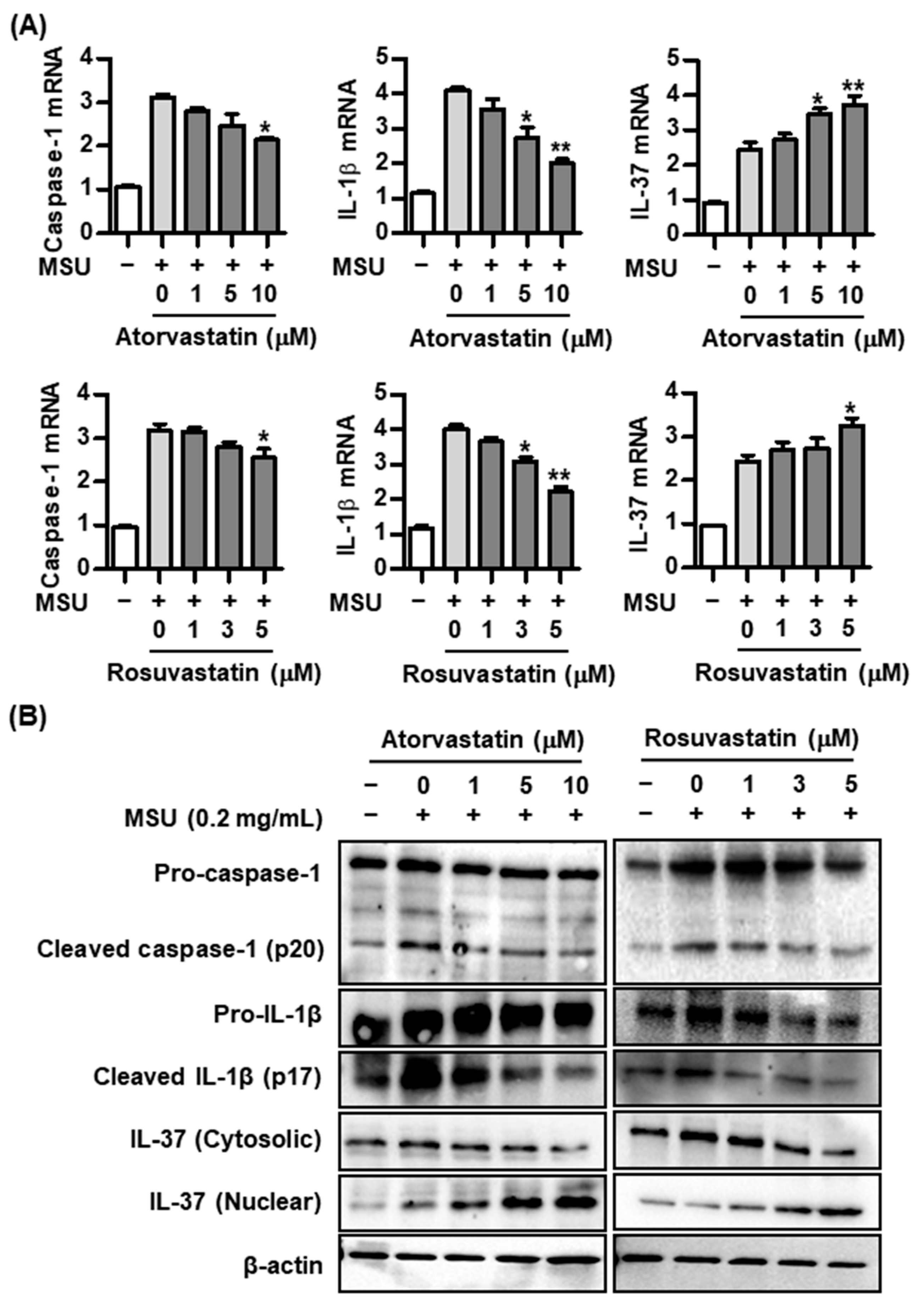 Pharmaceuticals 17 00883 g002