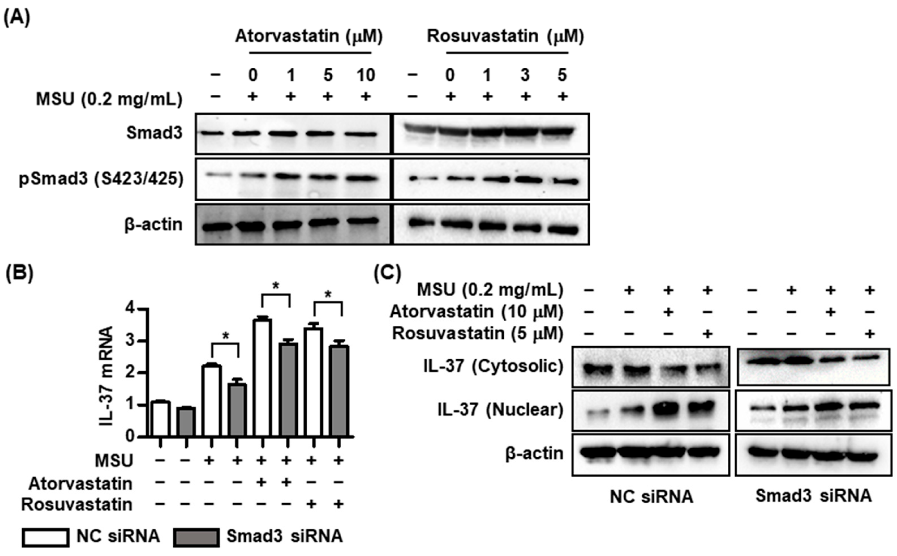 Pharmaceuticals 17 00883 g003
