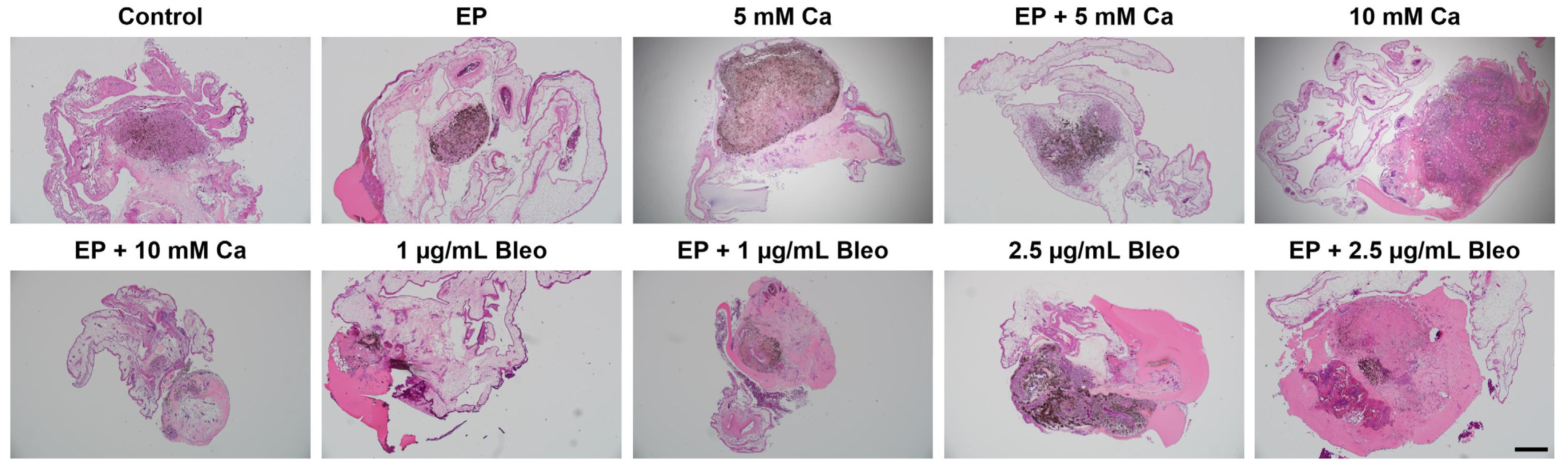 Pharmaceuticals 17 00905 g002