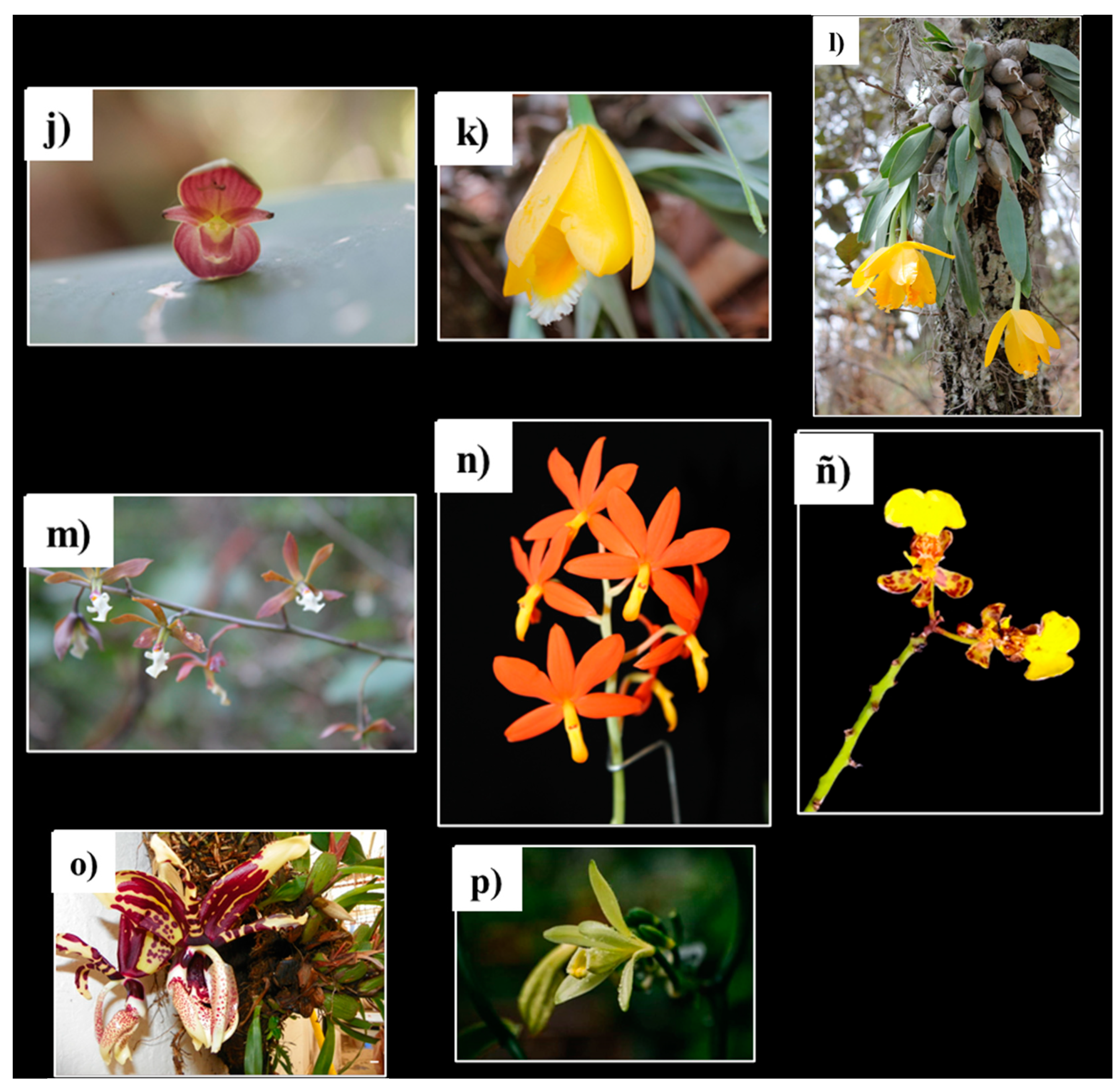 Pharmaceuticals 17 00907 g003b