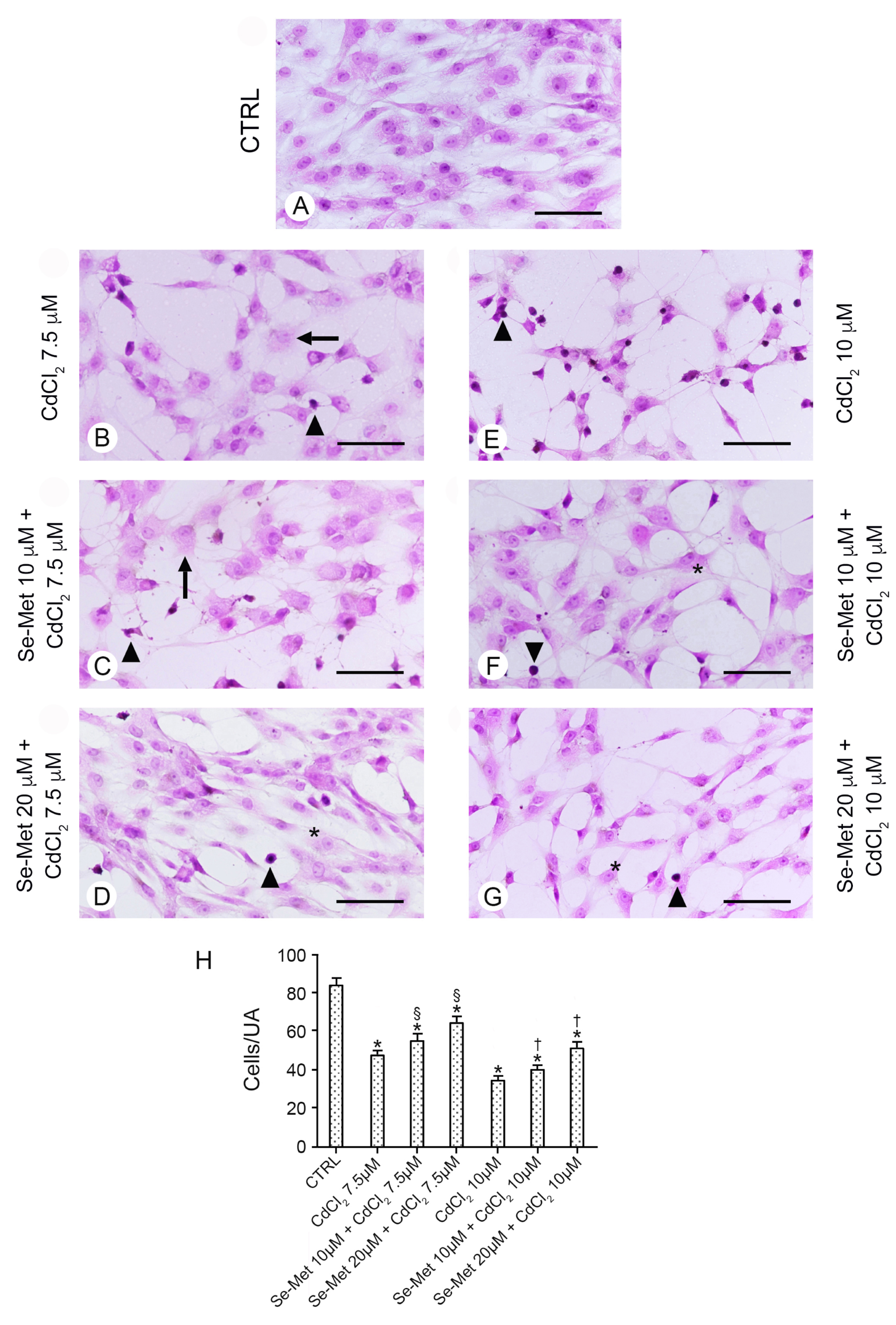 Pharmaceuticals 17 00936 g002