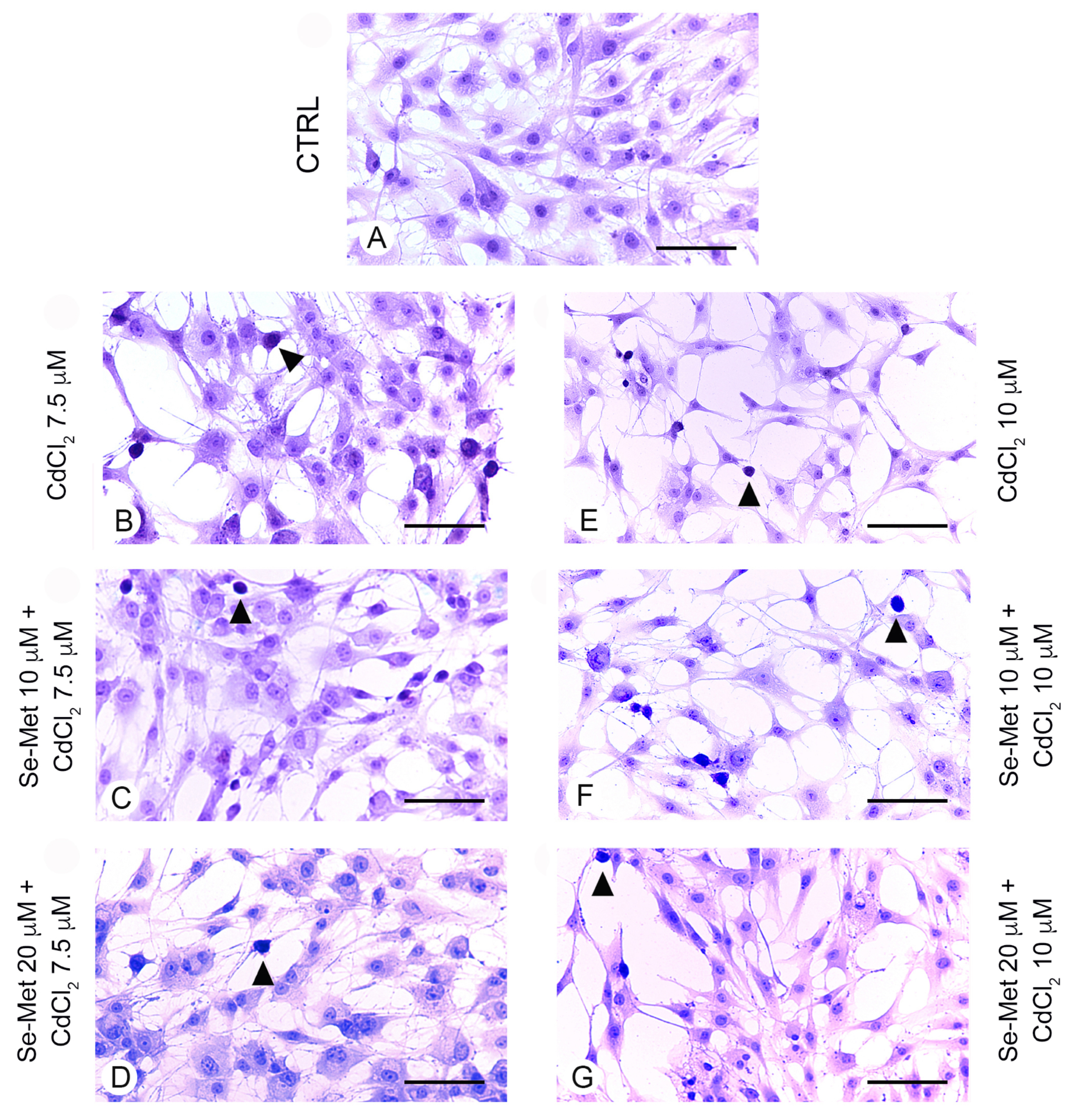 Pharmaceuticals 17 00936 g004a