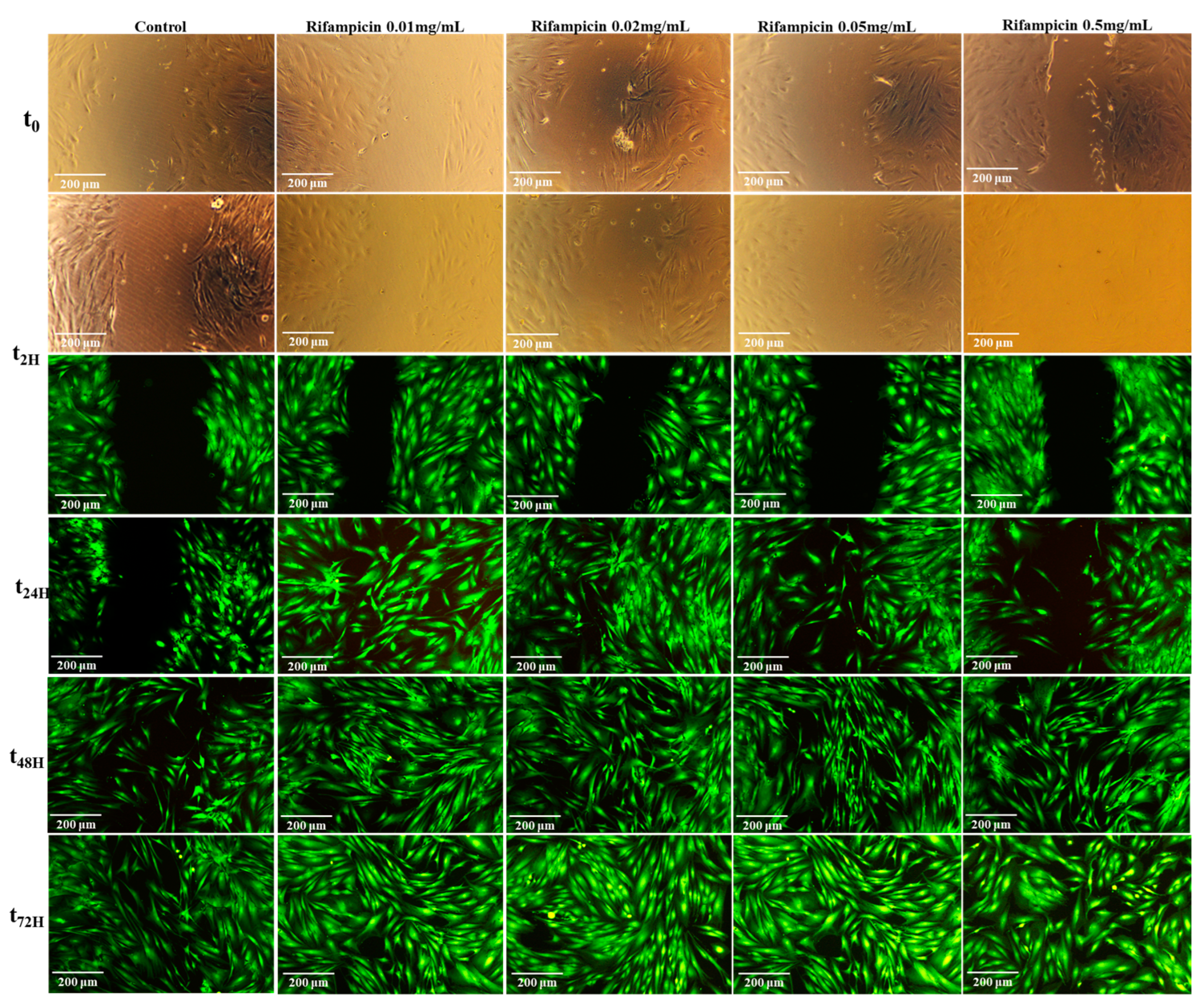 Pharmaceuticals 17 00943 g008